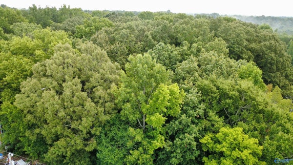 1 ACRE HONEA ROAD, HAZEL GREEN, AL 35750 - Image b321f4f84ba07adddfa8a58a02a595cf/2346393668