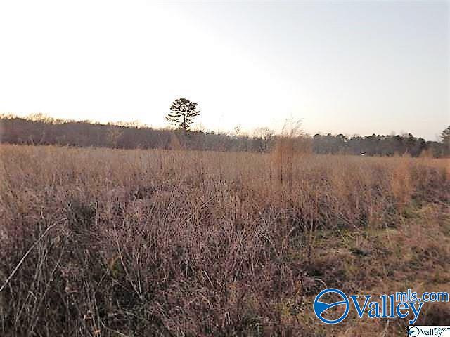 72 Acres Highway 431, Heflin, Alabama image 4