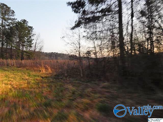 72 Acres Highway 431, Heflin, Alabama image 10