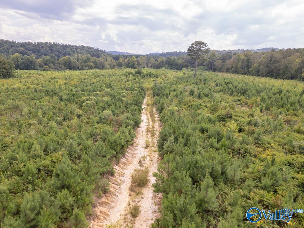 72 Acres Highway 431, Heflin, Alabama image 15