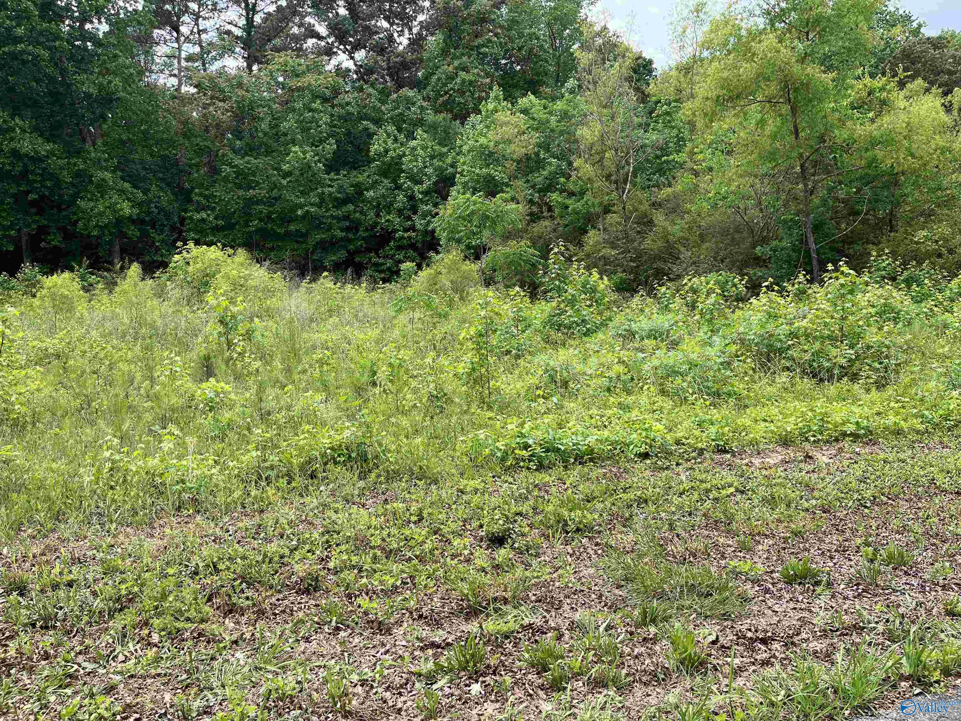 Lot #14 Country Cove Road, Crossville, Alabama image 2