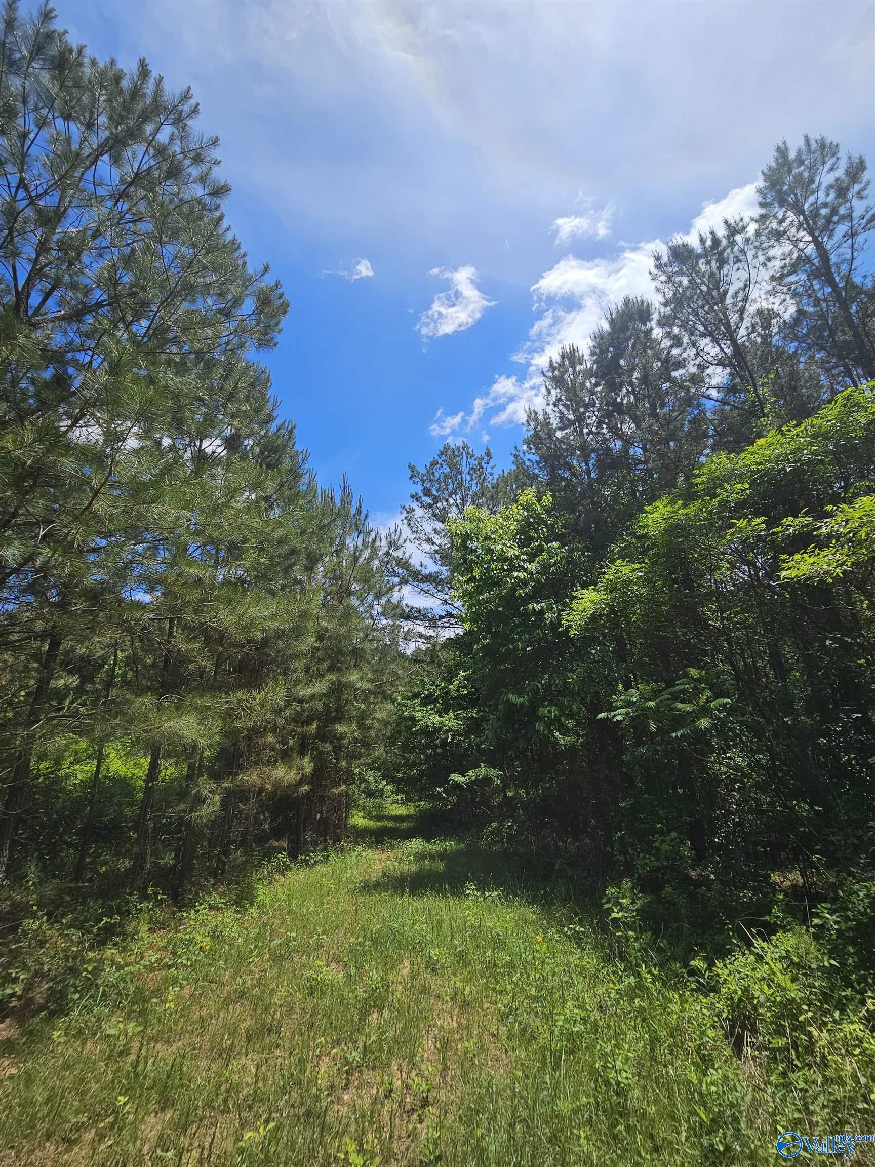 Lot 3 County Road 40, Fruithurst, Alabama image 4