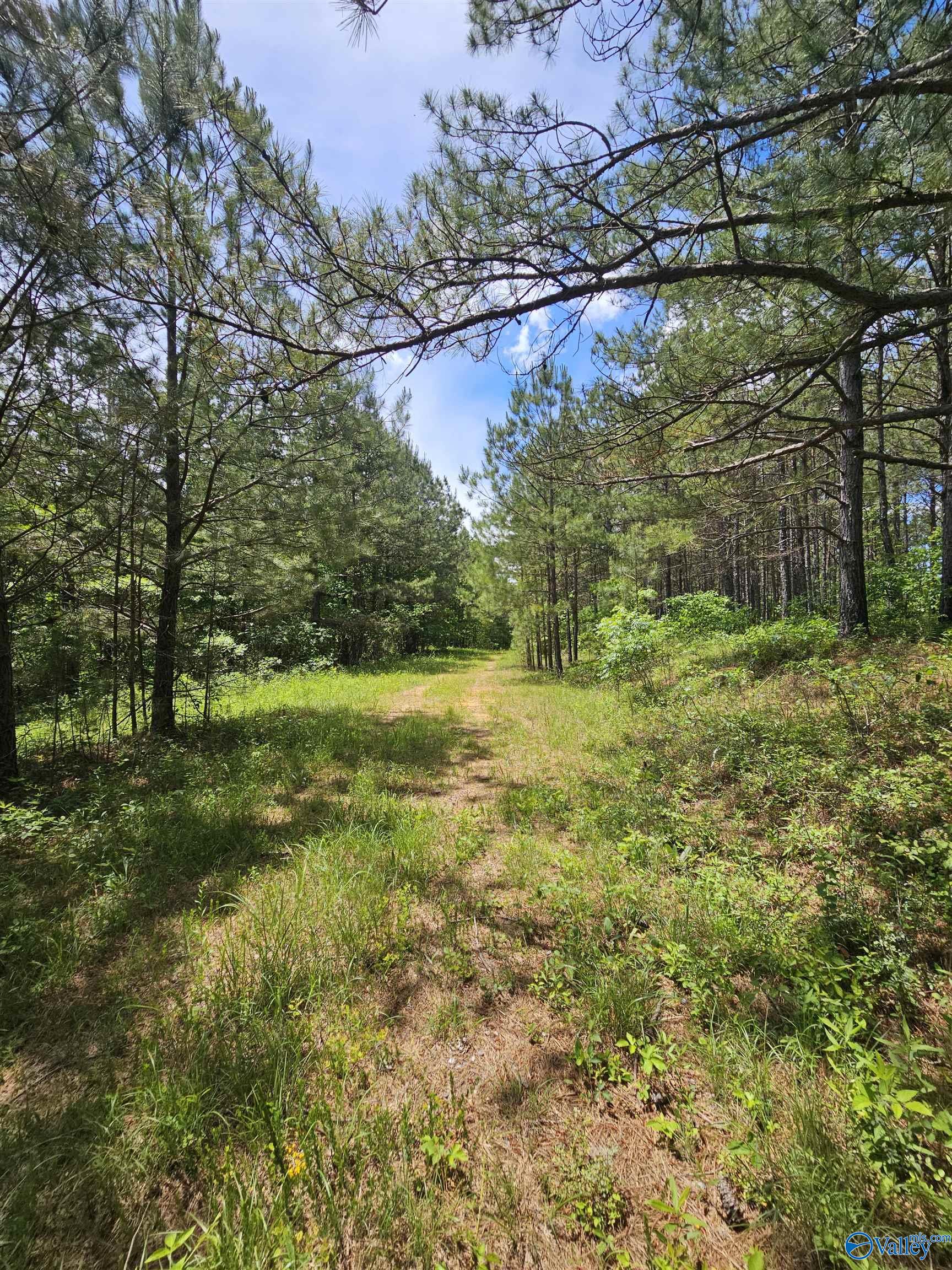 Lot 3 County Road 40, Fruithurst, Alabama image 3