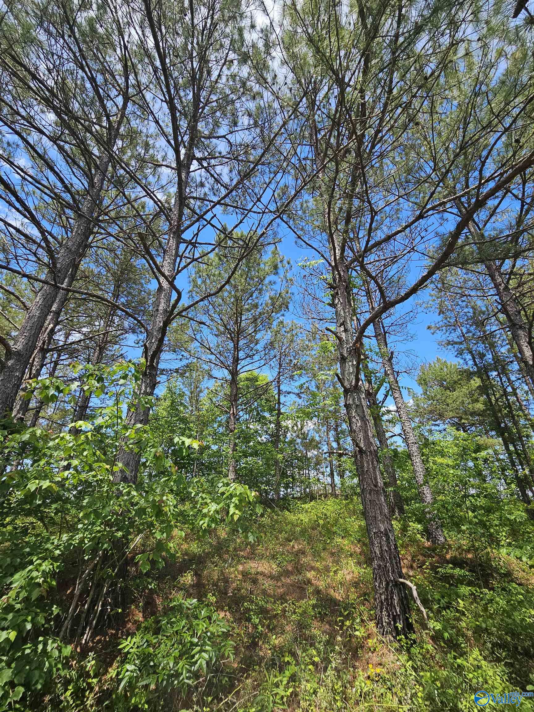 Lot 3 County Road 40, Fruithurst, Alabama image 6
