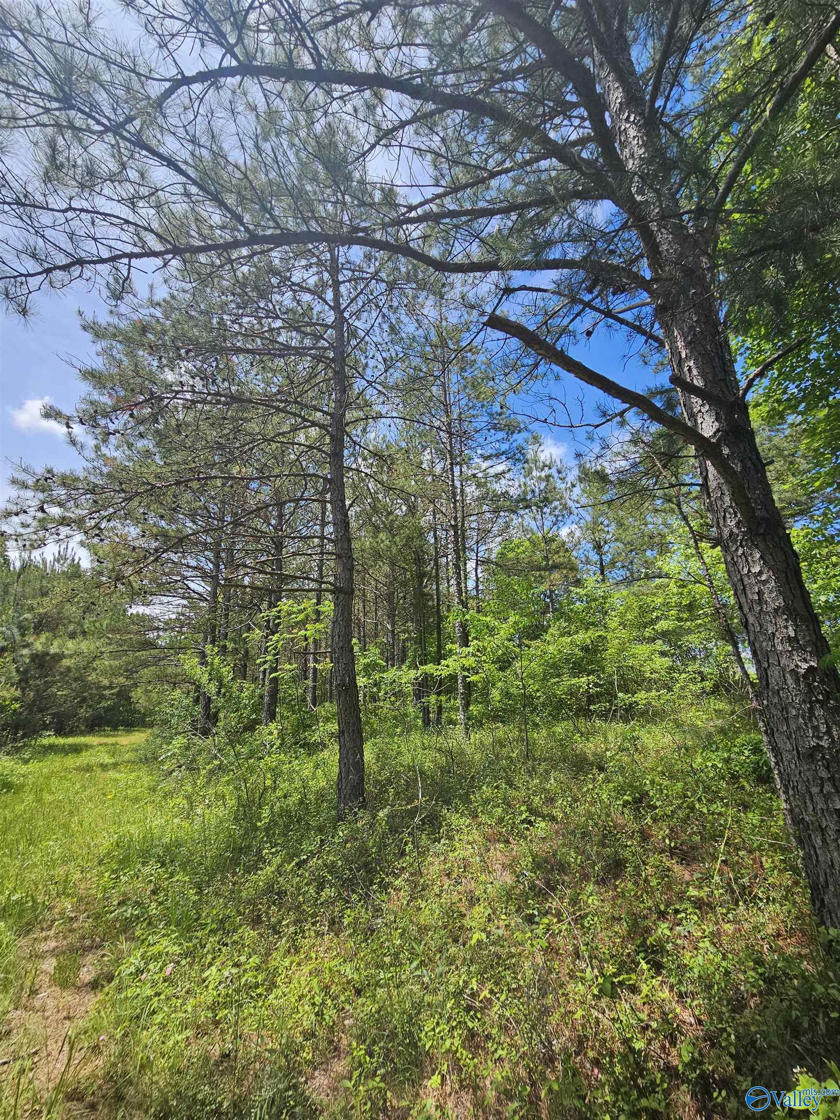 Lot 3 County Road 40, Fruithurst, Alabama image 2
