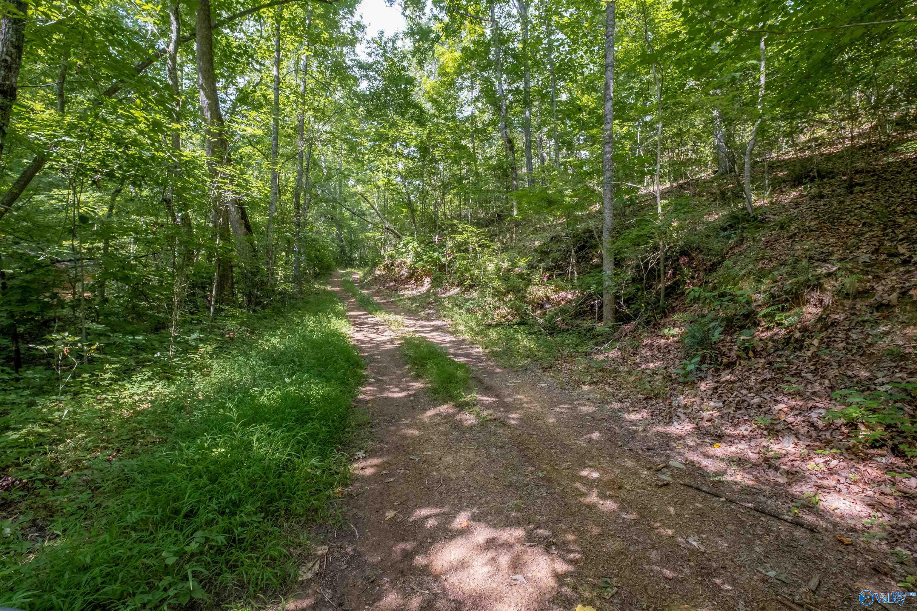 34 Acres County Road 97, Gaylesville, Alabama image 8