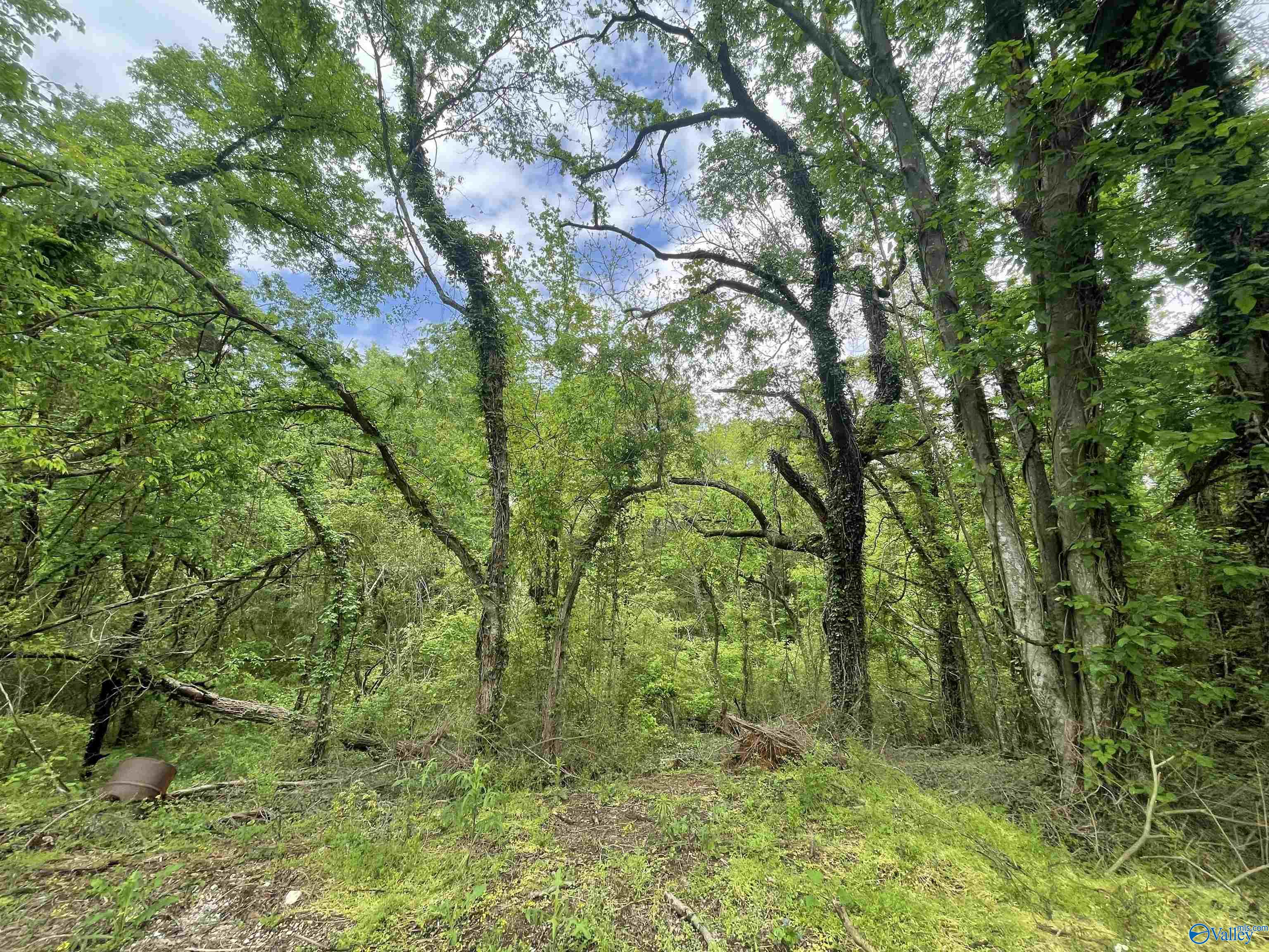 Lot 9 Adams Street, Cherokee, Alabama image 4