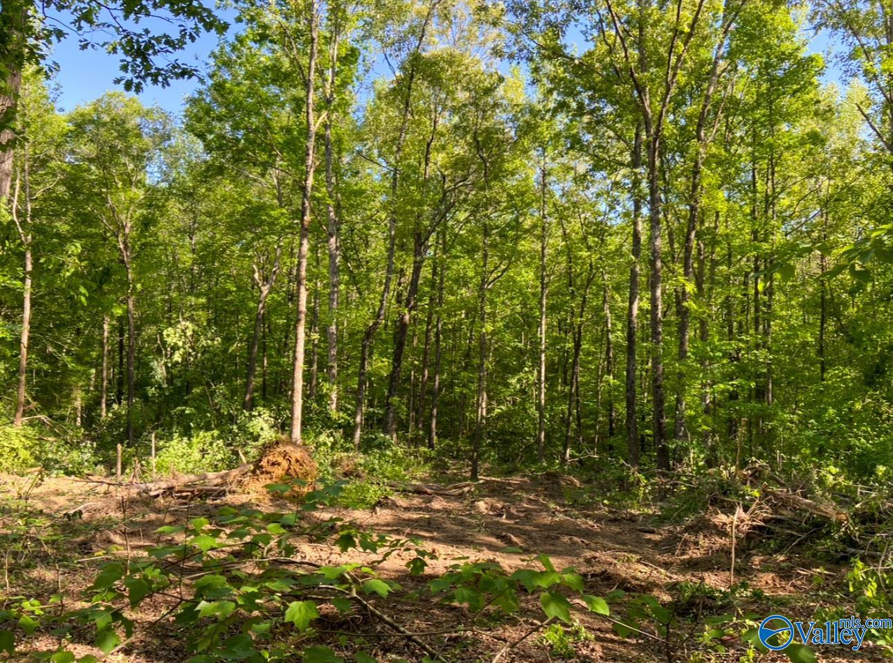 1 Acre County Road 279, Moulton, Alabama image 3