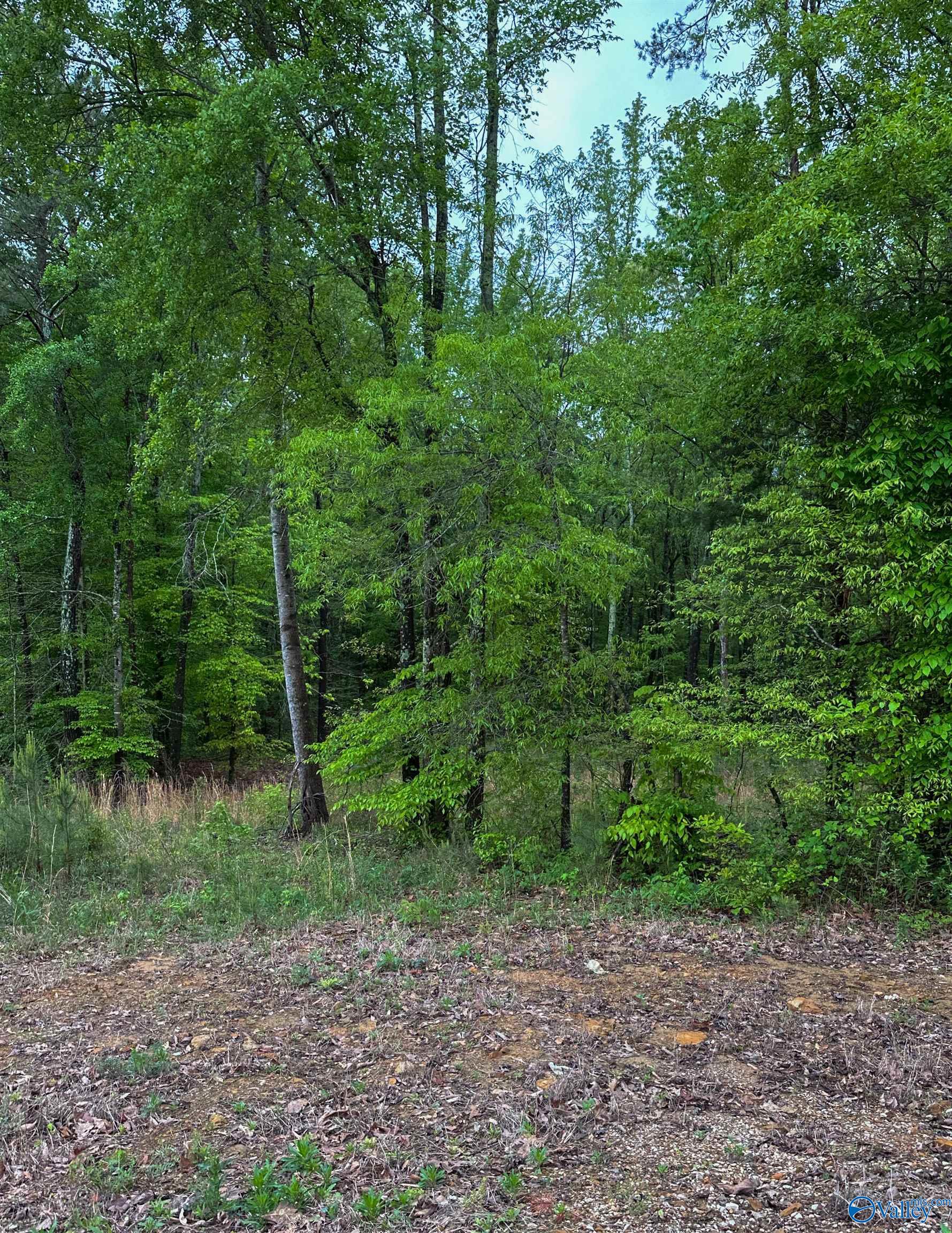 1 Acre County Road 279, Moulton, Alabama image 6