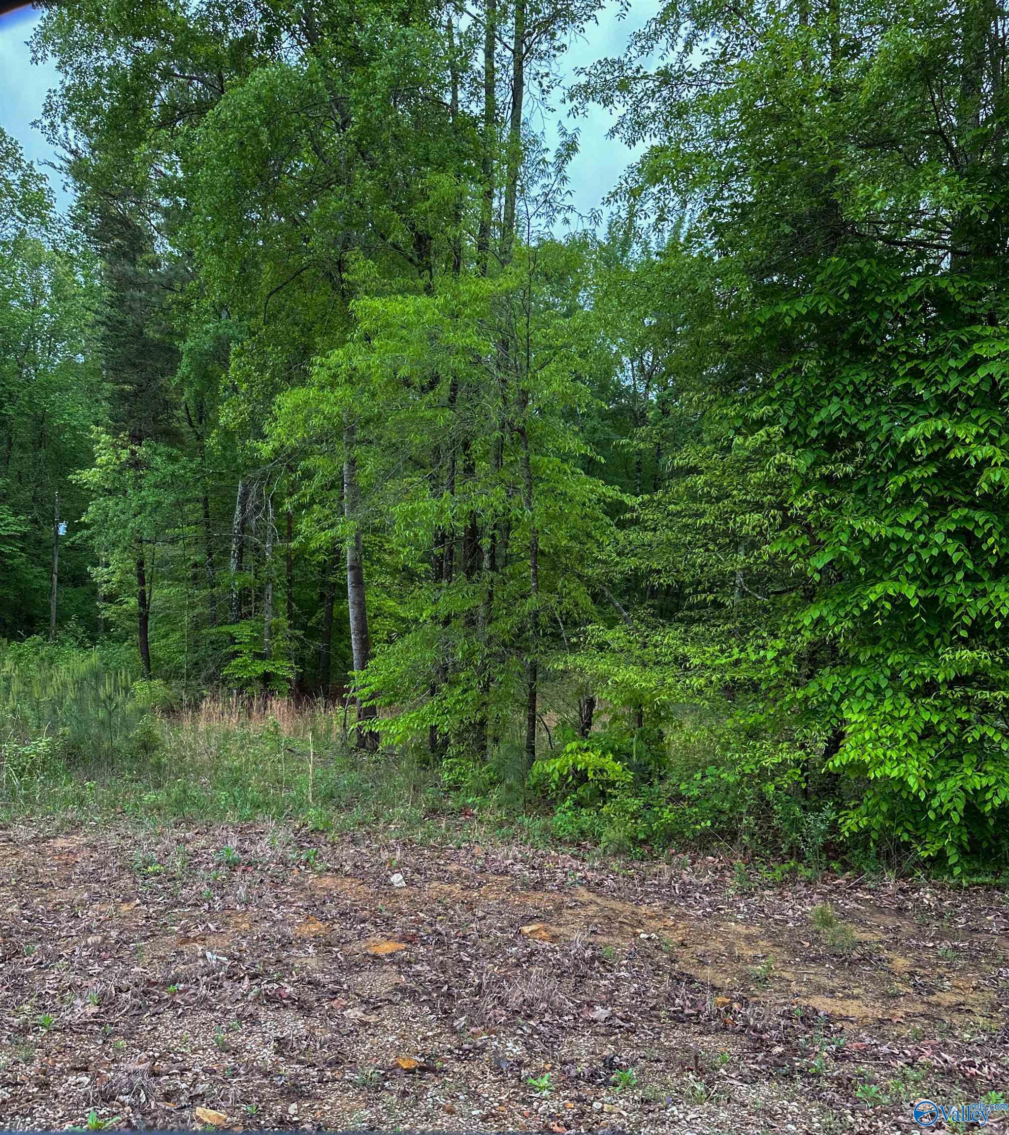1 Acre County Road 279, Moulton, Alabama image 4
