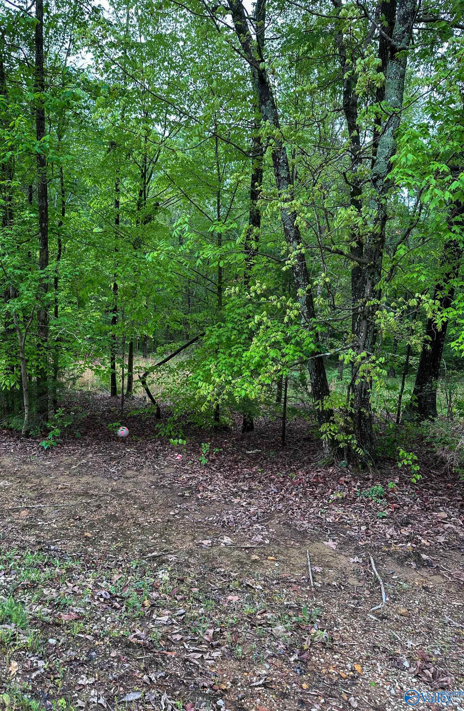1 Acre County Road 279, Moulton, Alabama image 7