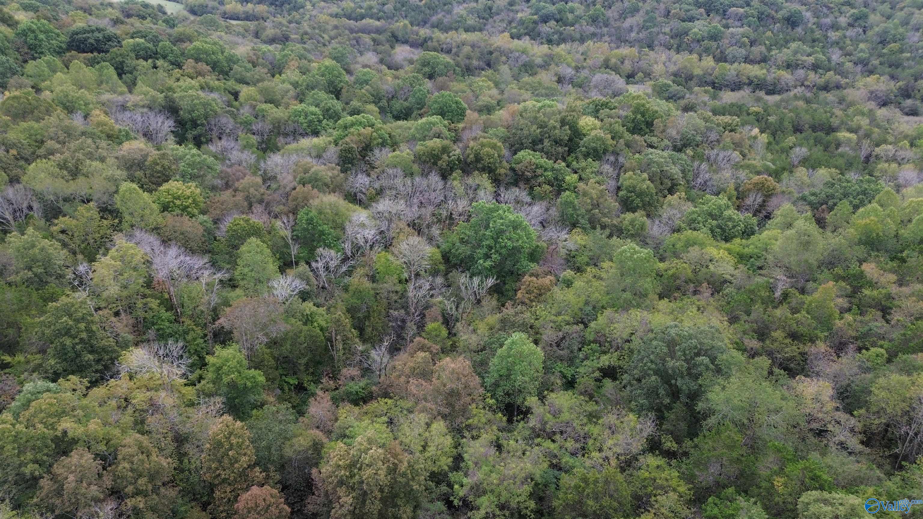 174 Ac Massey Hollow Road, Kelso, Tennessee image 4