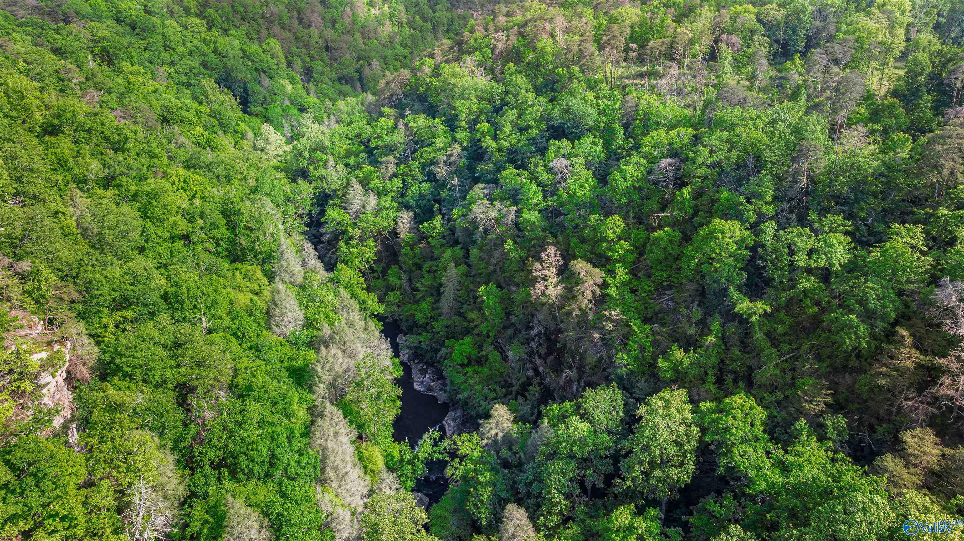 12 ACRES County Road 665, Pisgah, Alabama image 6