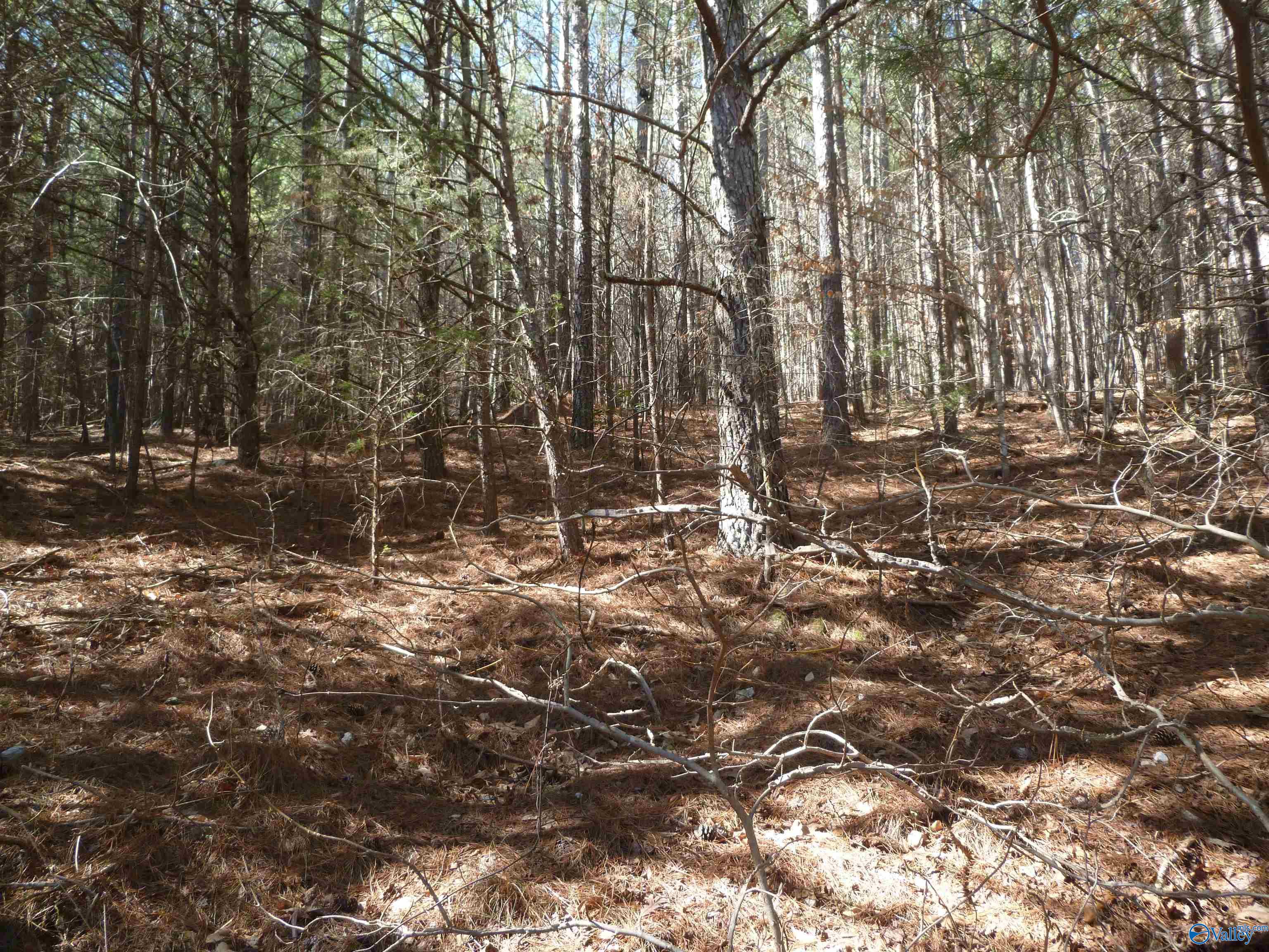 4995 County Road 239, Valley Head, Alabama image 12