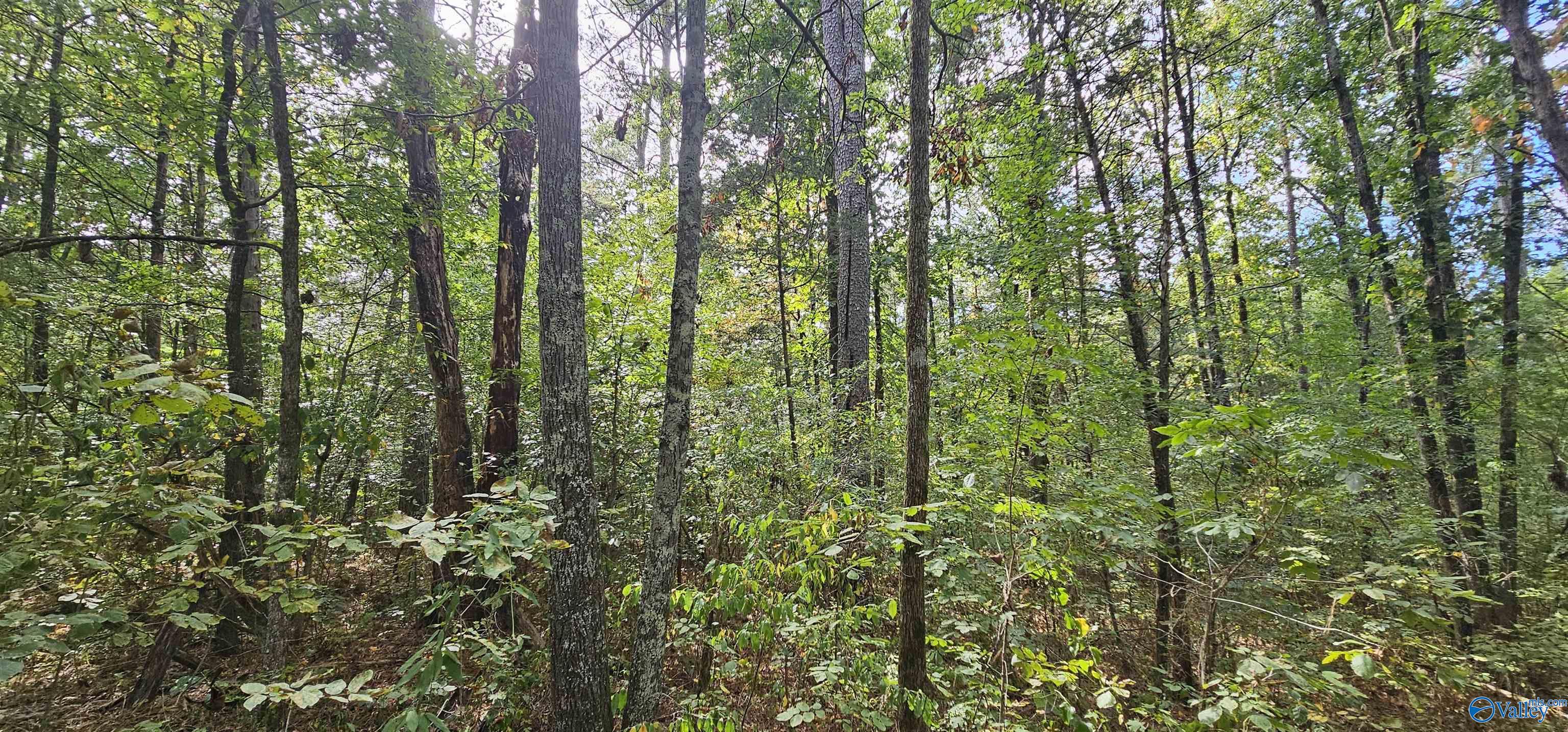 7.82 +/- ACRES N Alabama Highway 79, Scottsboro, Alabama image 22