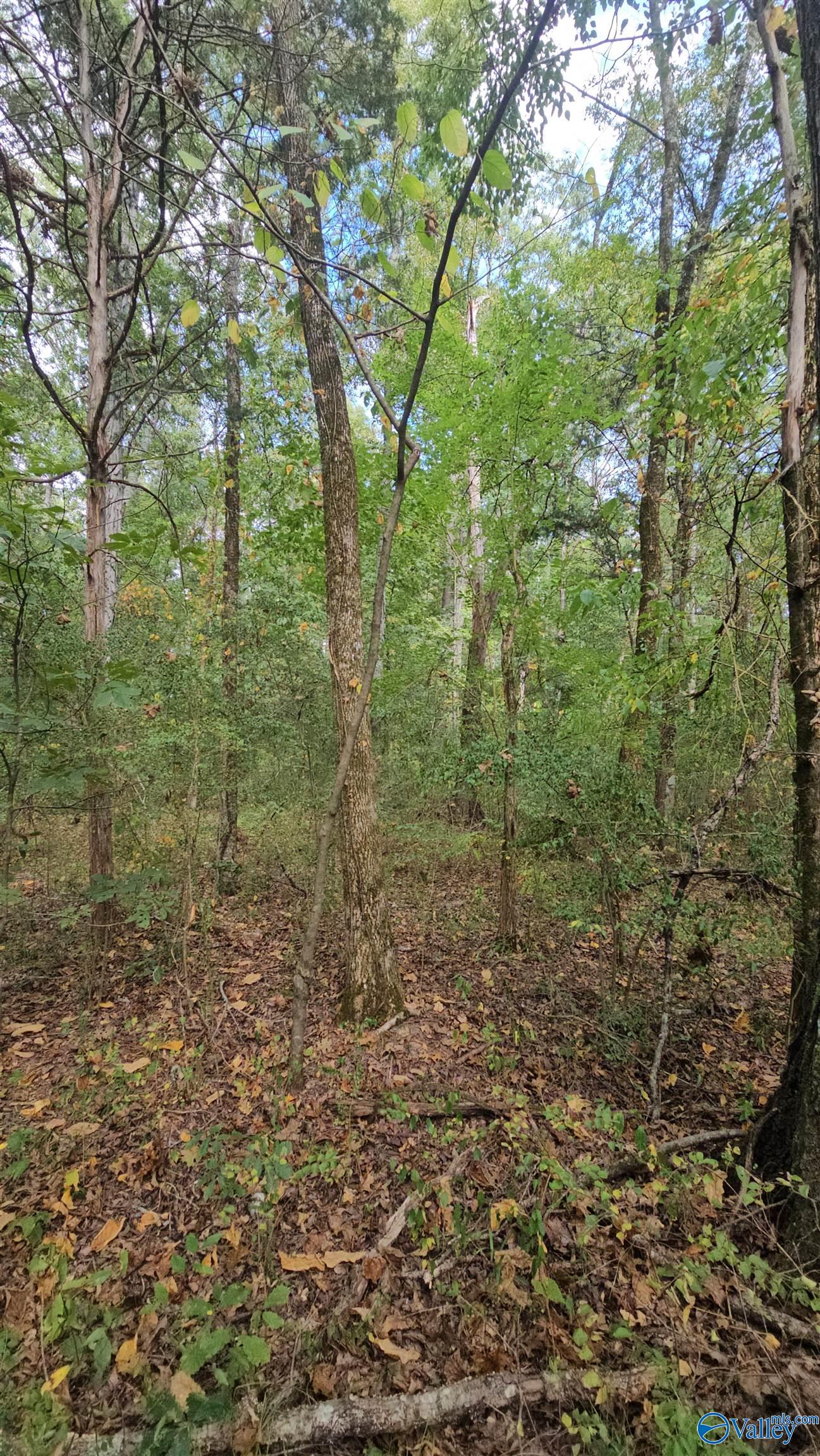 7.82 +/- ACRES N Alabama Highway 79, Scottsboro, Alabama image 18