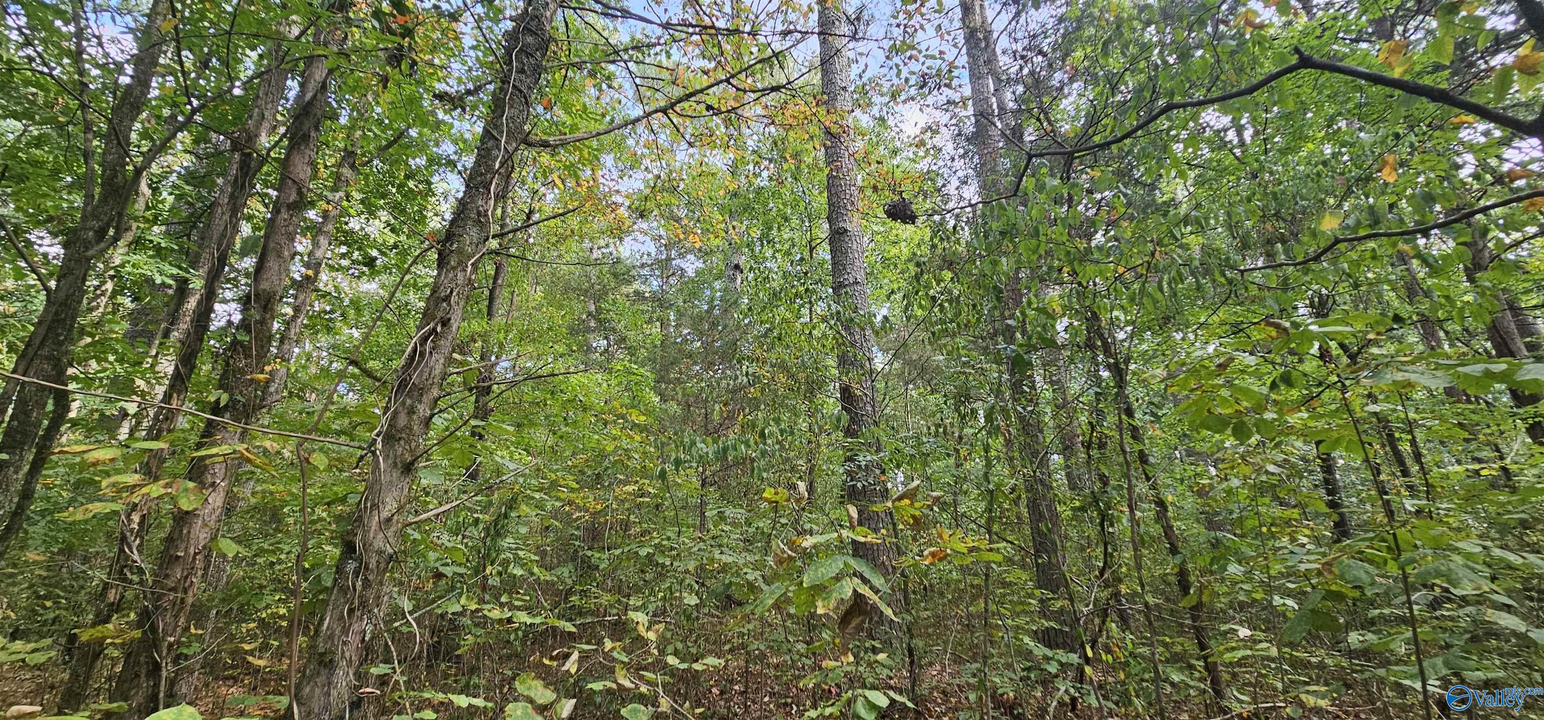 7.82 +/- ACRES N Alabama Highway 79, Scottsboro, Alabama image 35