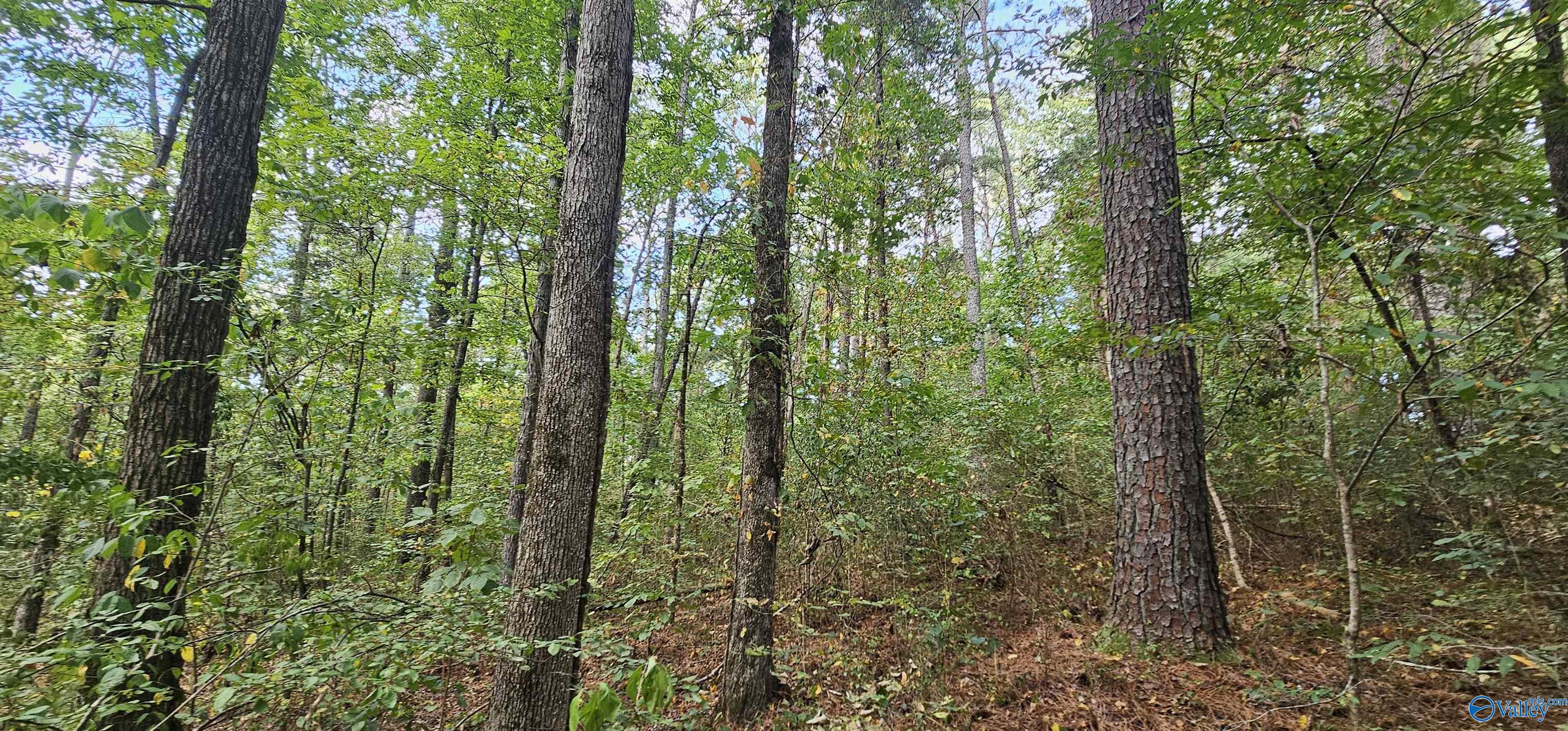 7.82 +/- ACRES N Alabama Highway 79, Scottsboro, Alabama image 19