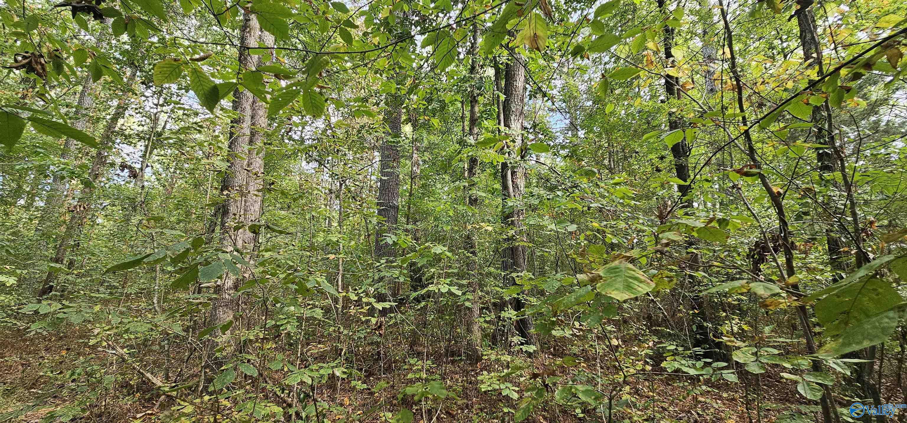 7.82 +/- ACRES N Alabama Highway 79, Scottsboro, Alabama image 38