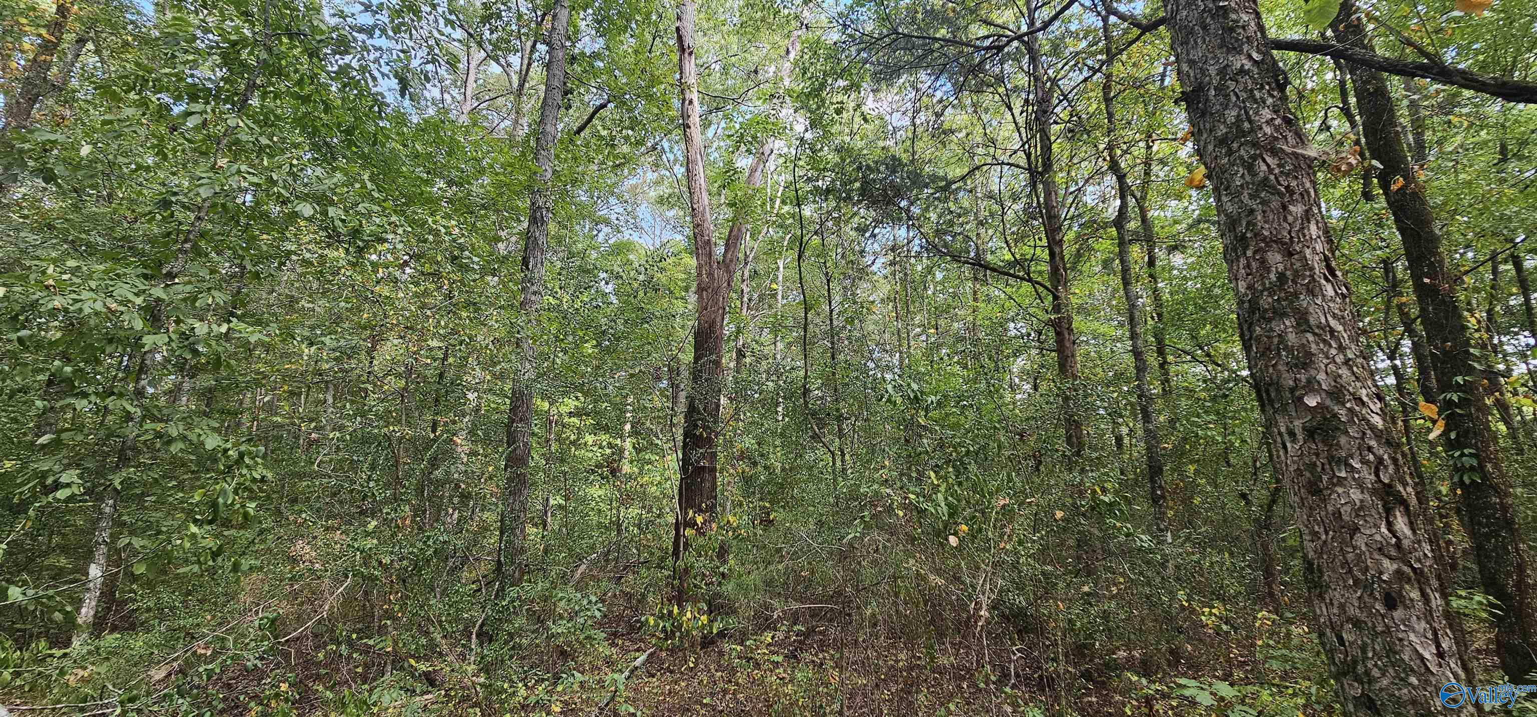 7.82 +/- ACRES N Alabama Highway 79, Scottsboro, Alabama image 21