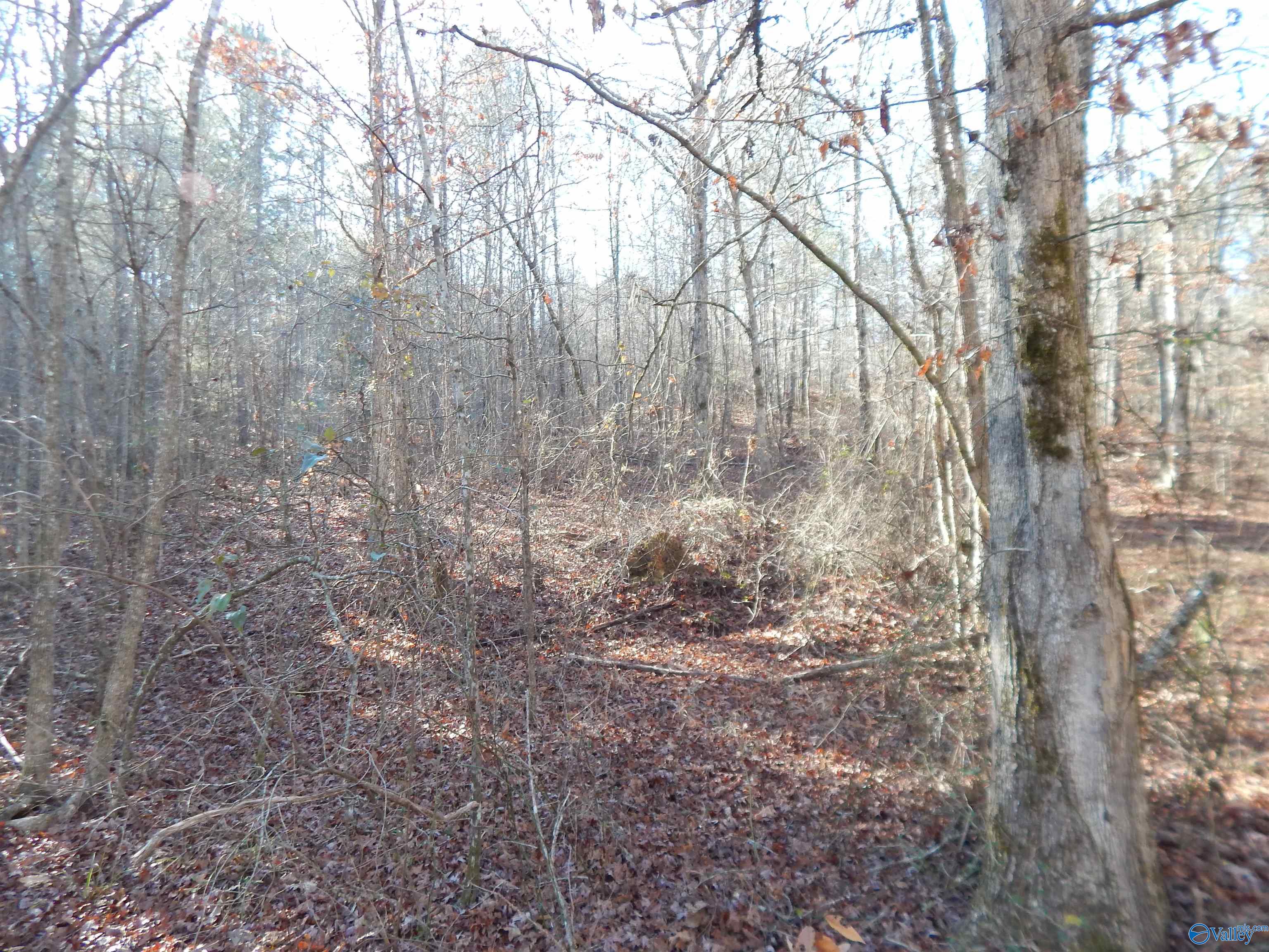 161 Acres Highway 231, Wattsville, Alabama image 27