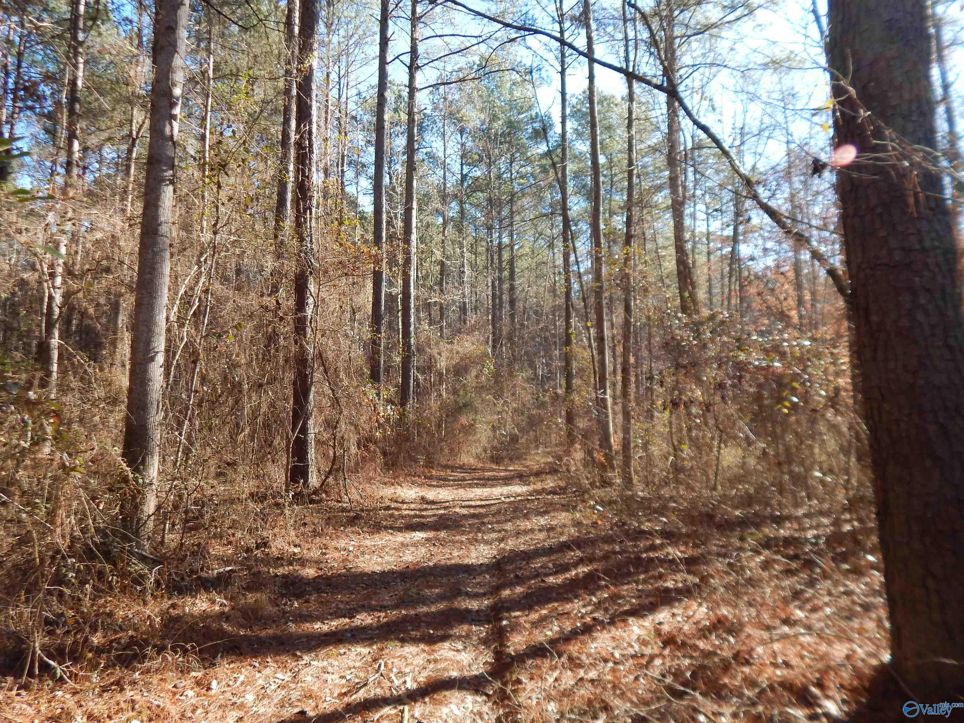 161 Acres Highway 231, Wattsville, Alabama image 37