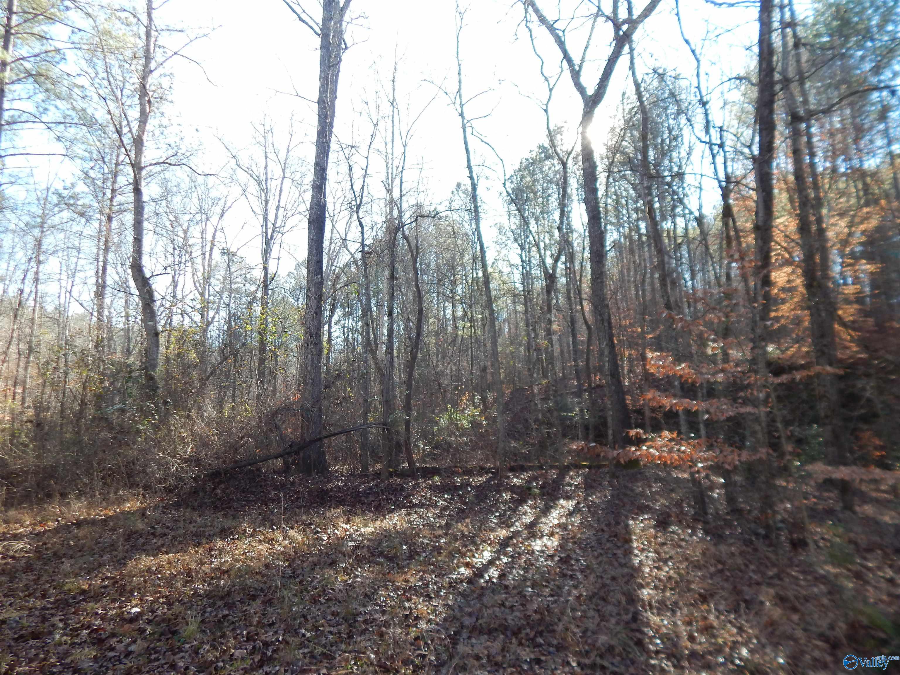 161 Acres Highway 231, Wattsville, Alabama image 32