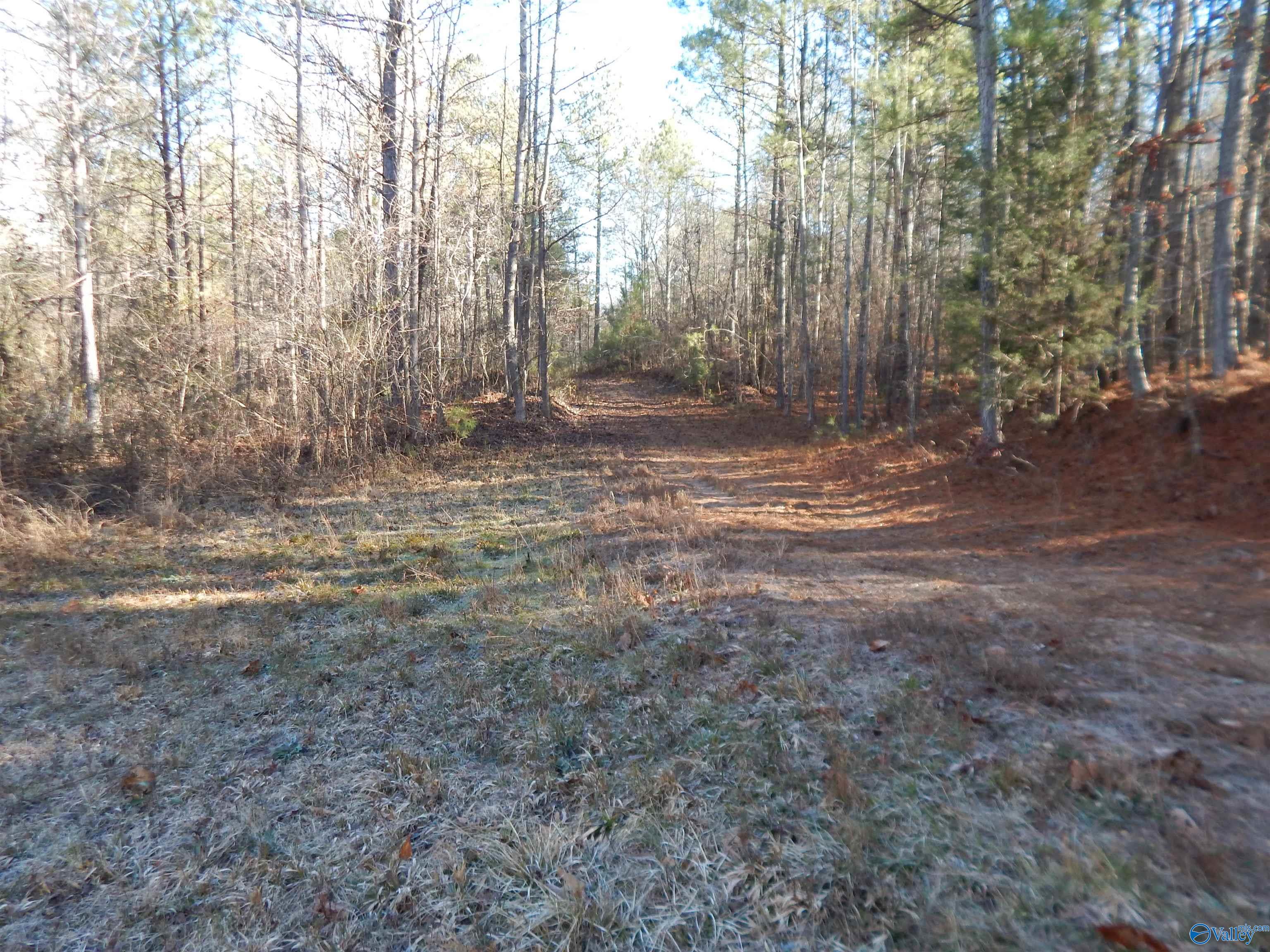 161 Acres Highway 231, Wattsville, Alabama image 22