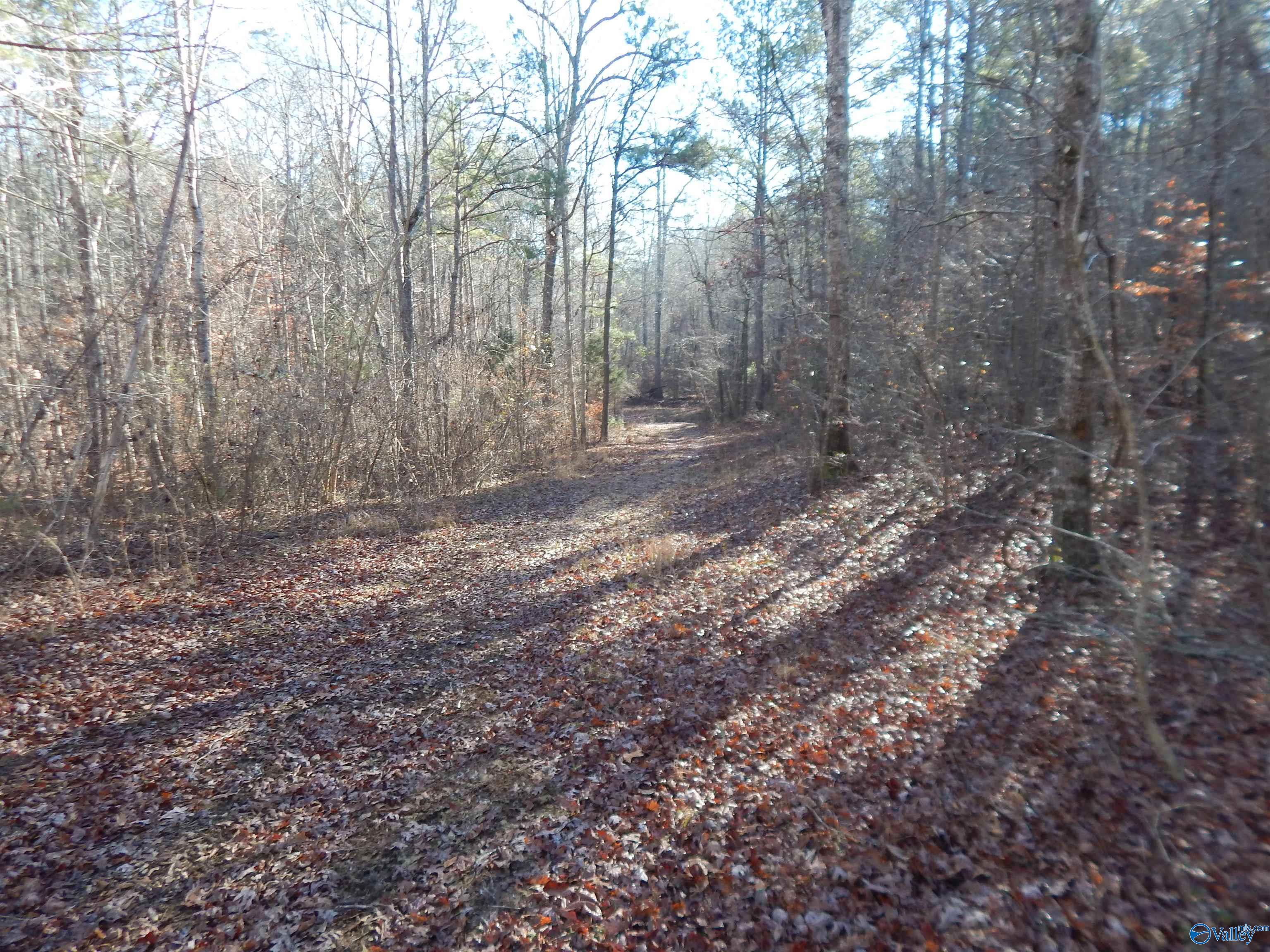 161 Acres Highway 231, Wattsville, Alabama image 26