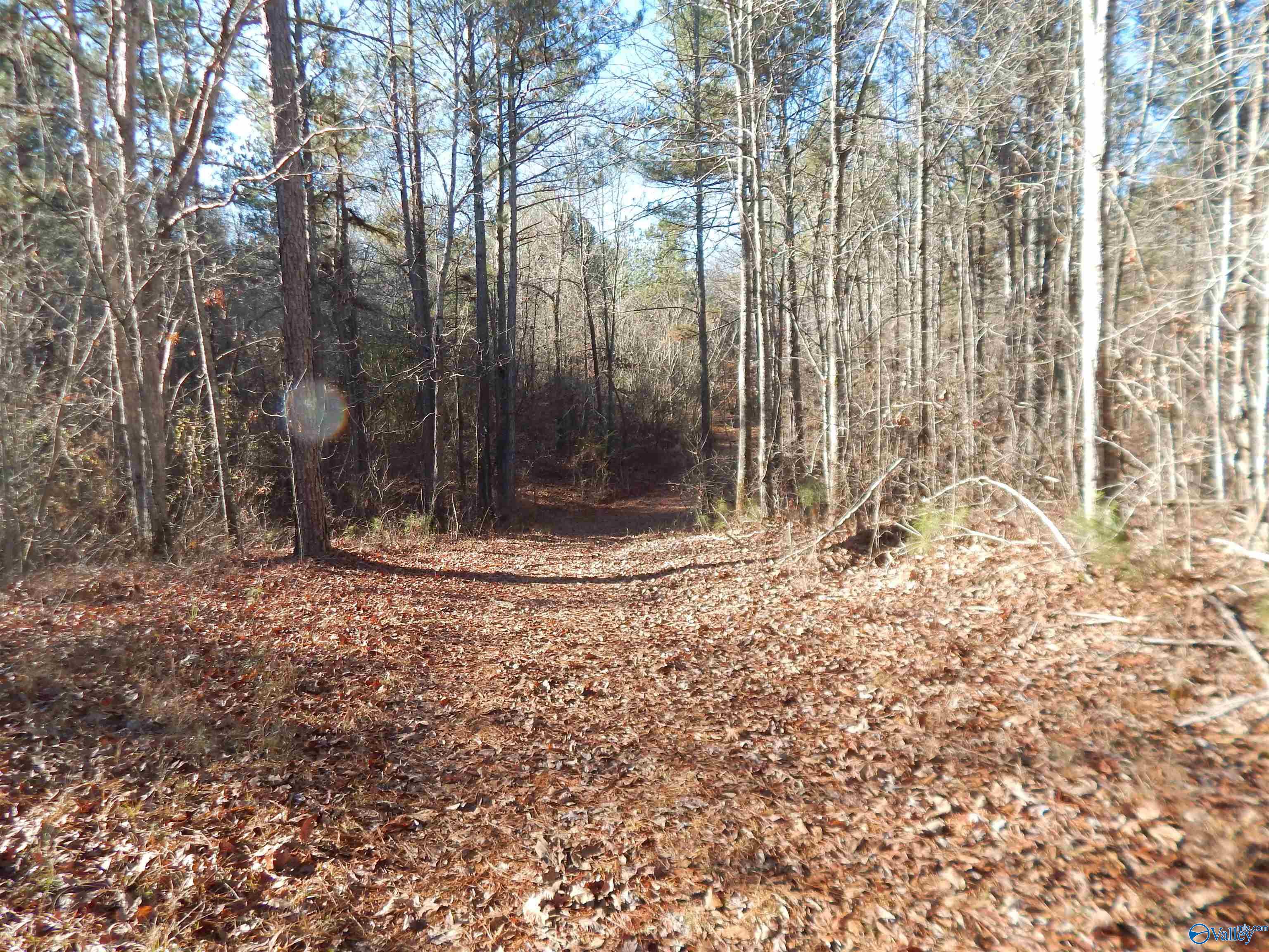 161 Acres Highway 231, Wattsville, Alabama image 24