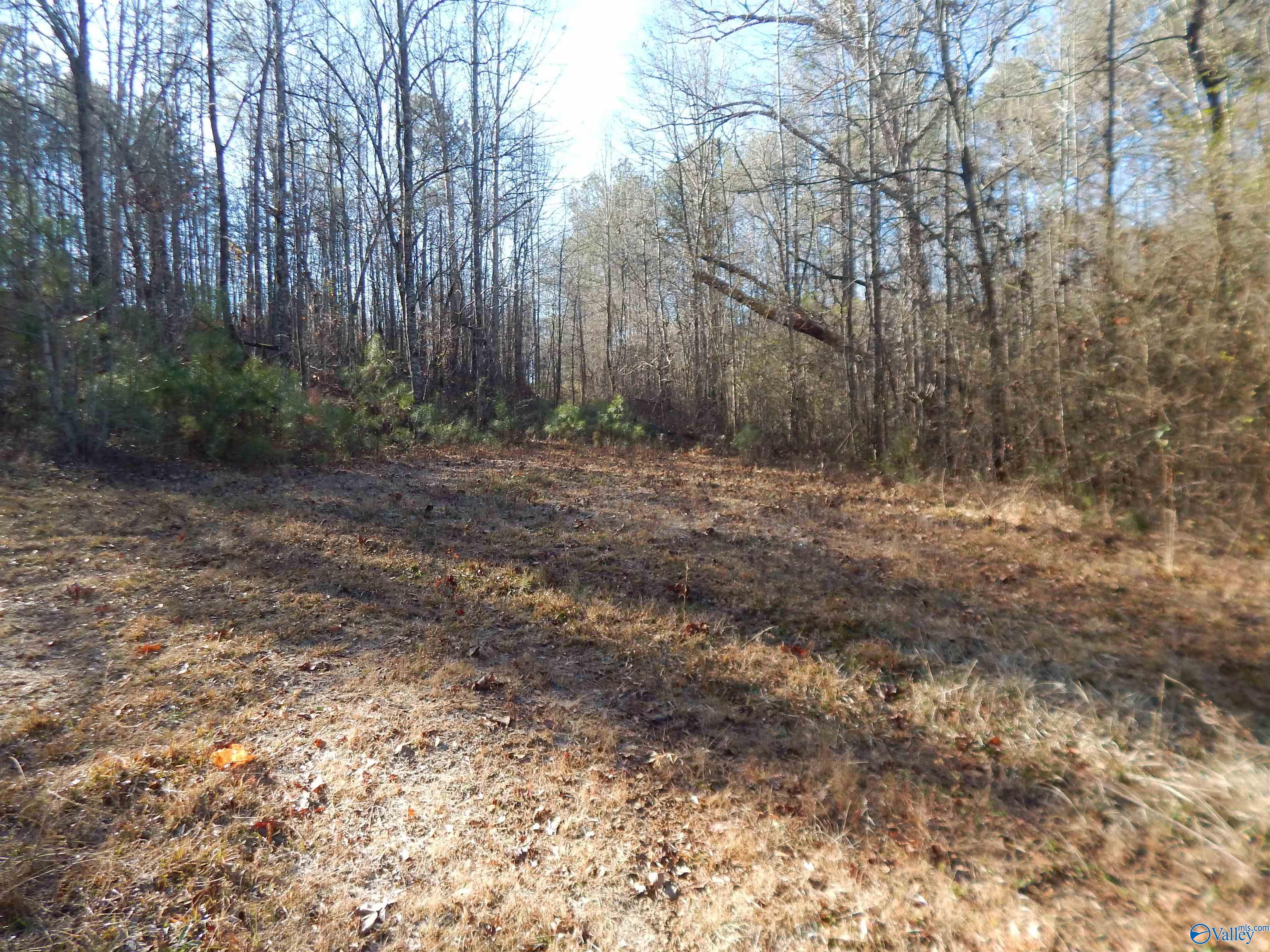 161 Acres Highway 231, Wattsville, Alabama image 20