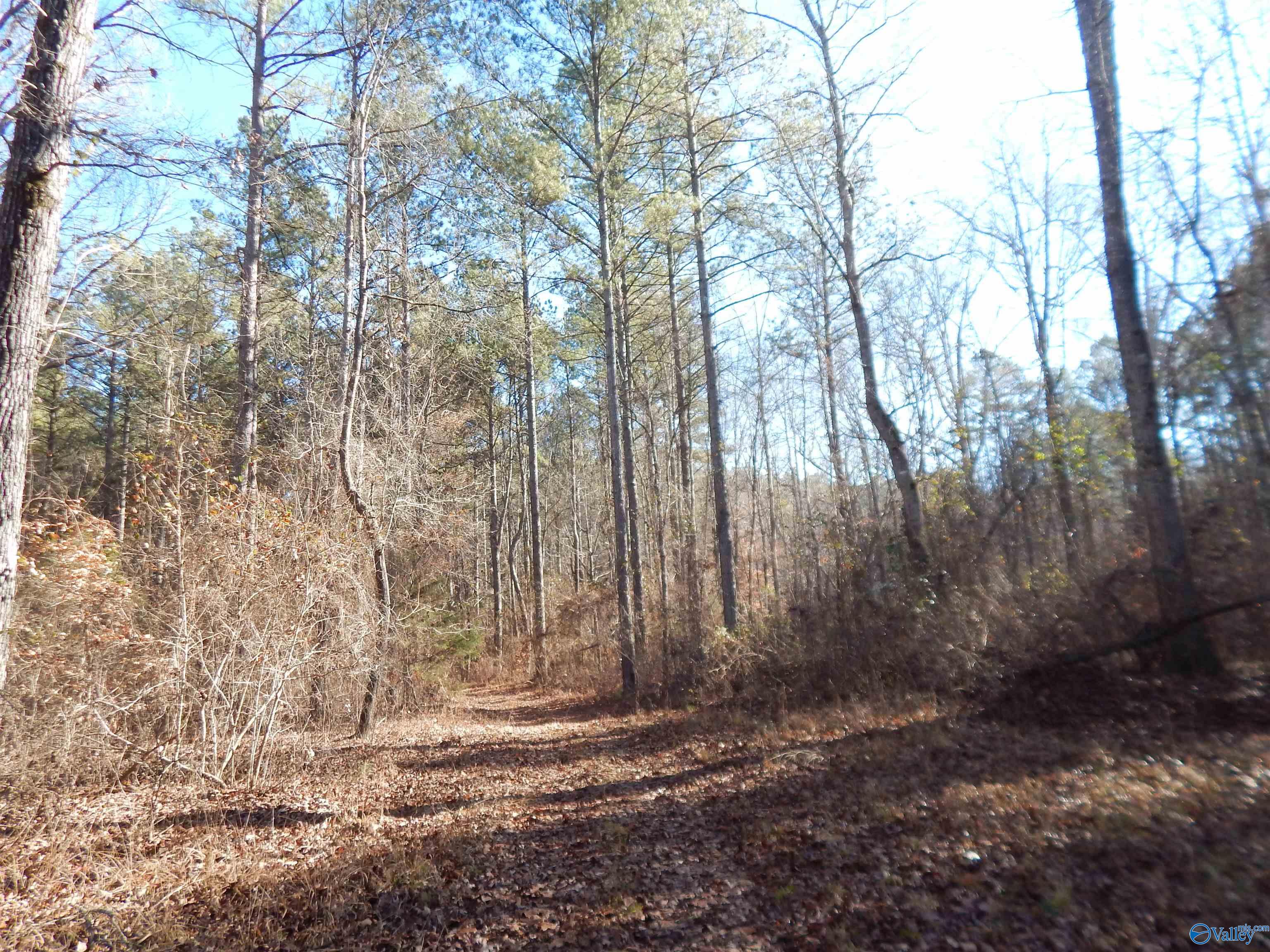 161 Acres Highway 231, Wattsville, Alabama image 31