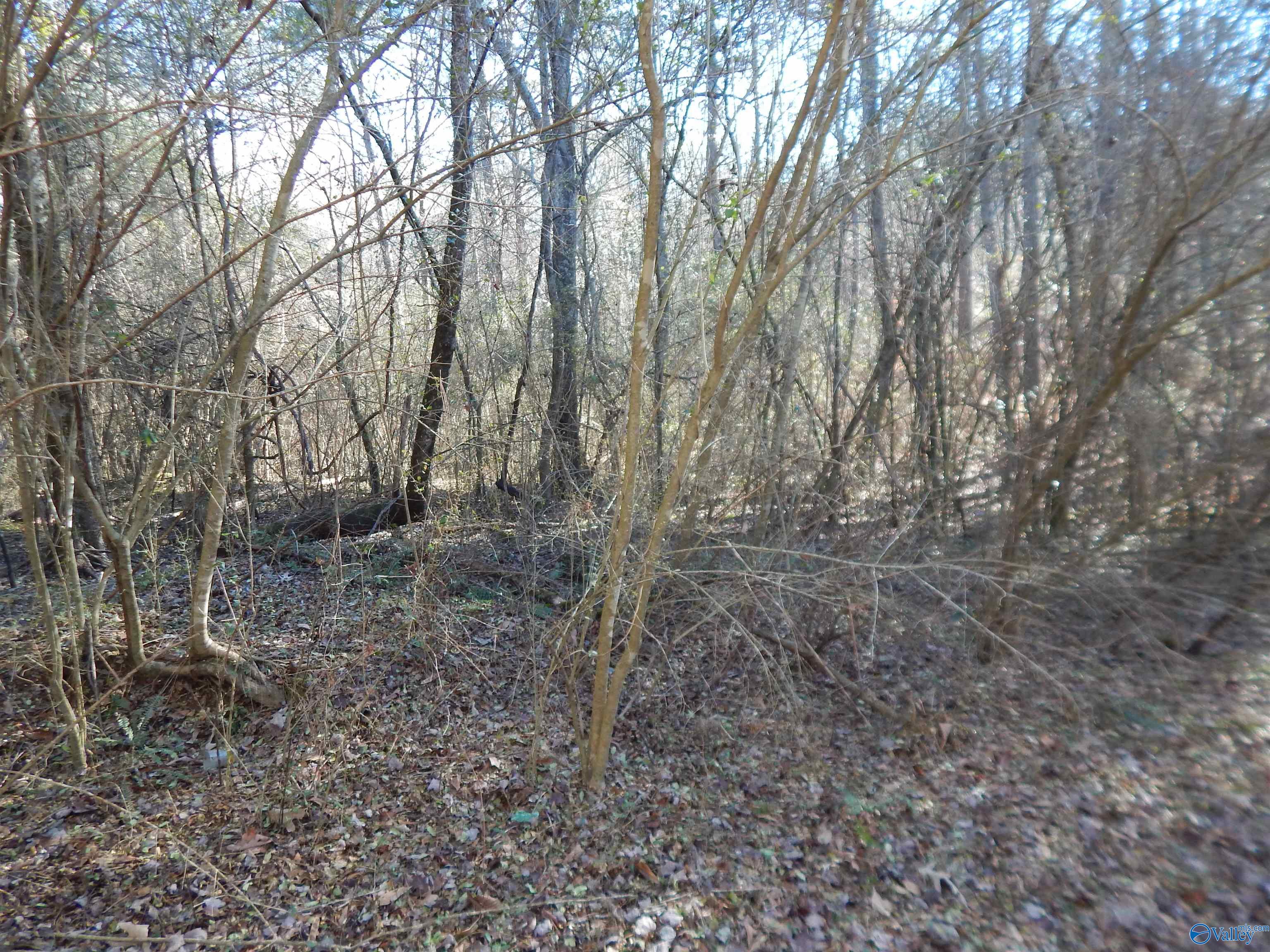 161 Acres Highway 231, Wattsville, Alabama image 16