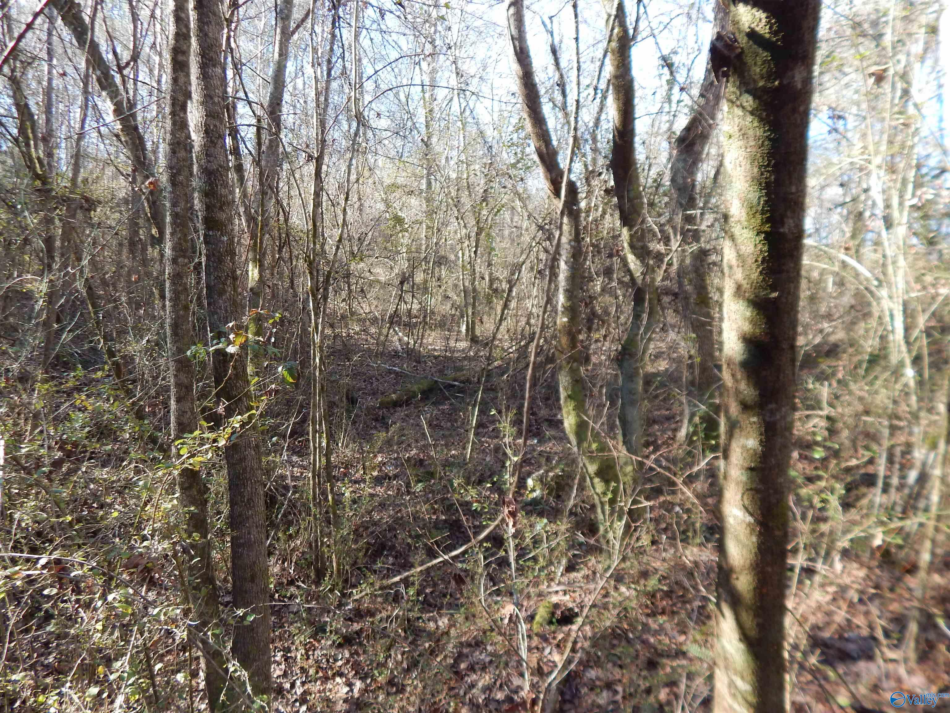 161 Acres Highway 231, Wattsville, Alabama image 17
