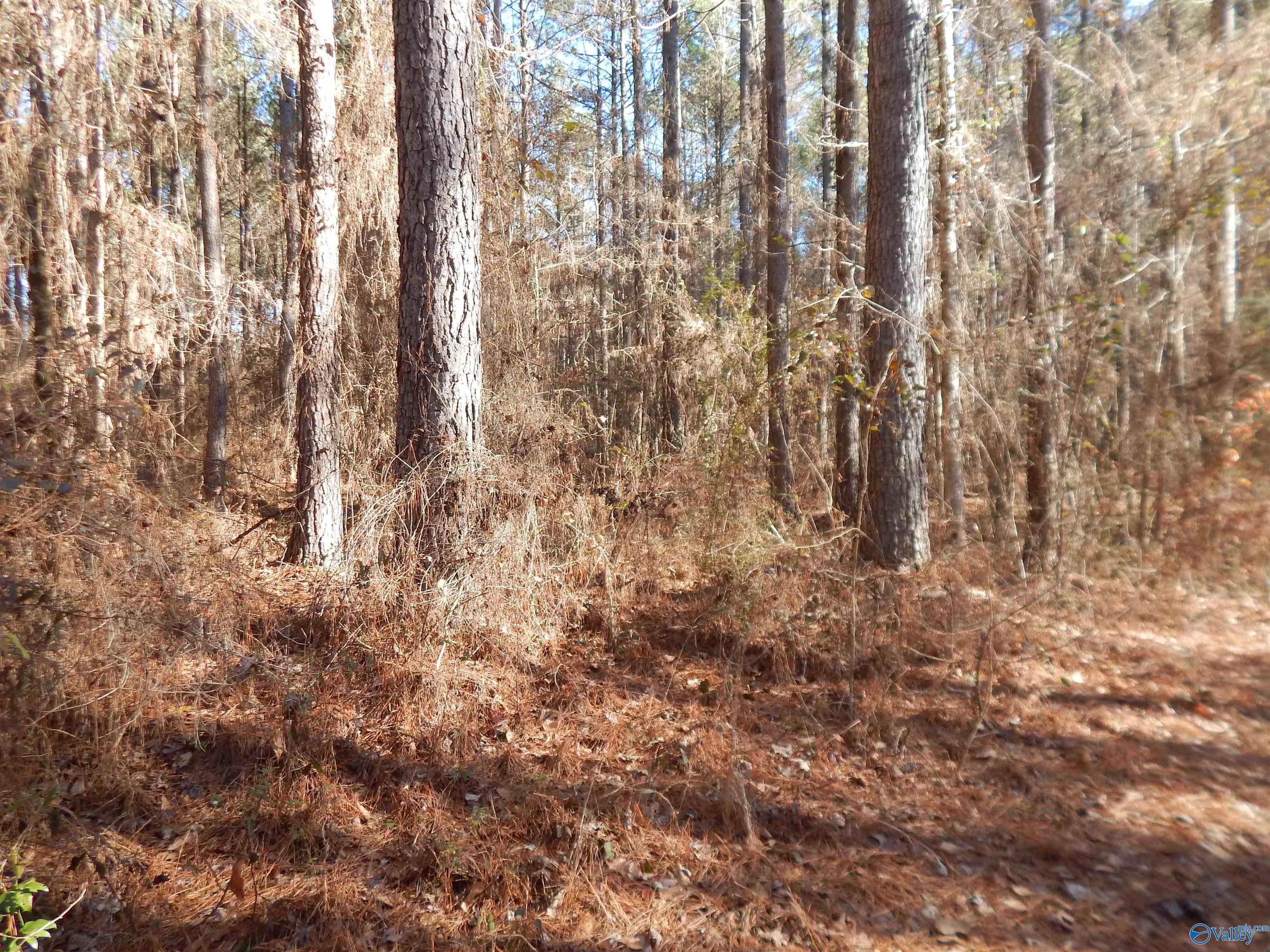 161 Acres Highway 231, Wattsville, Alabama image 38