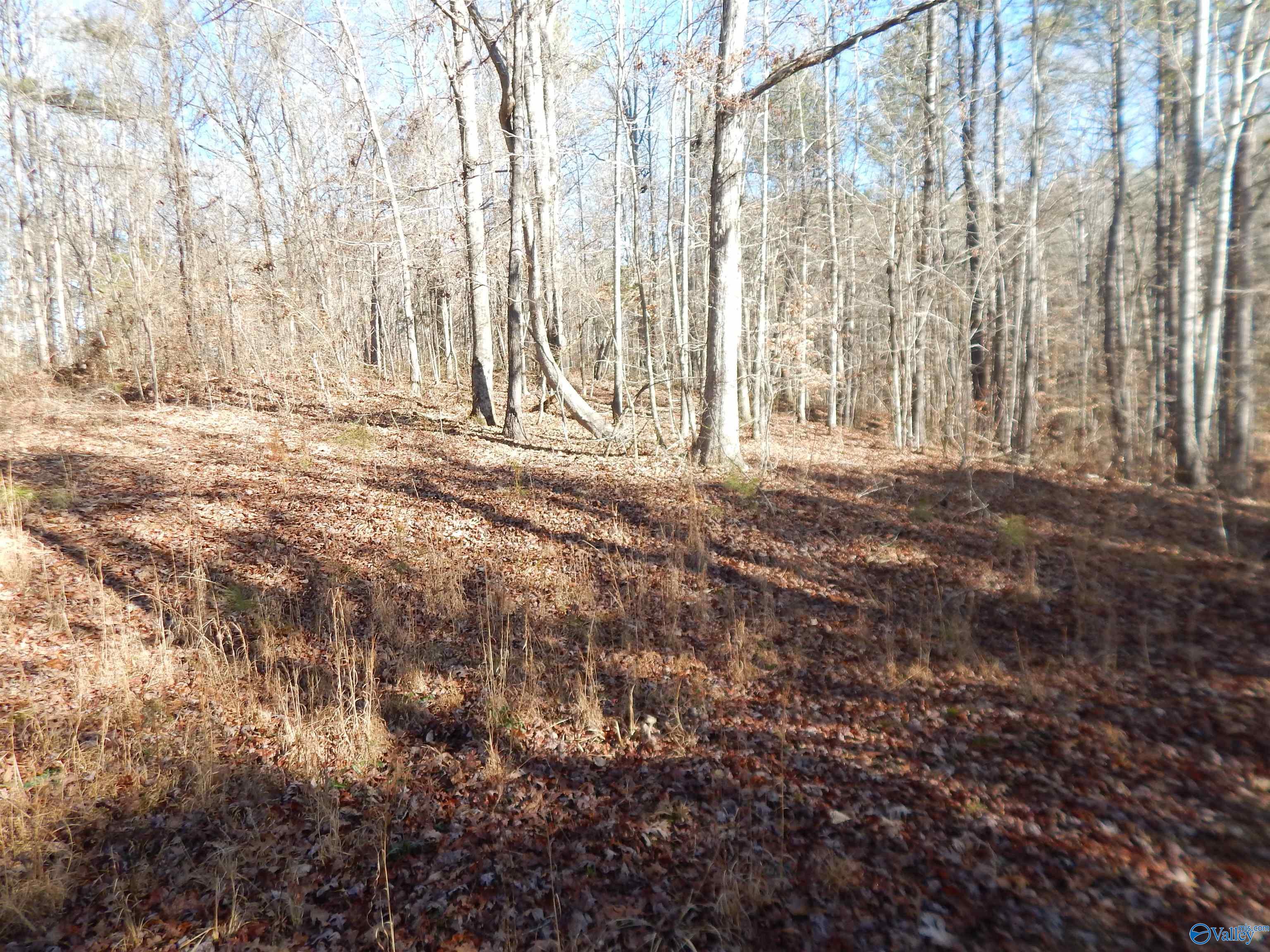 161 Acres Highway 231, Wattsville, Alabama image 25