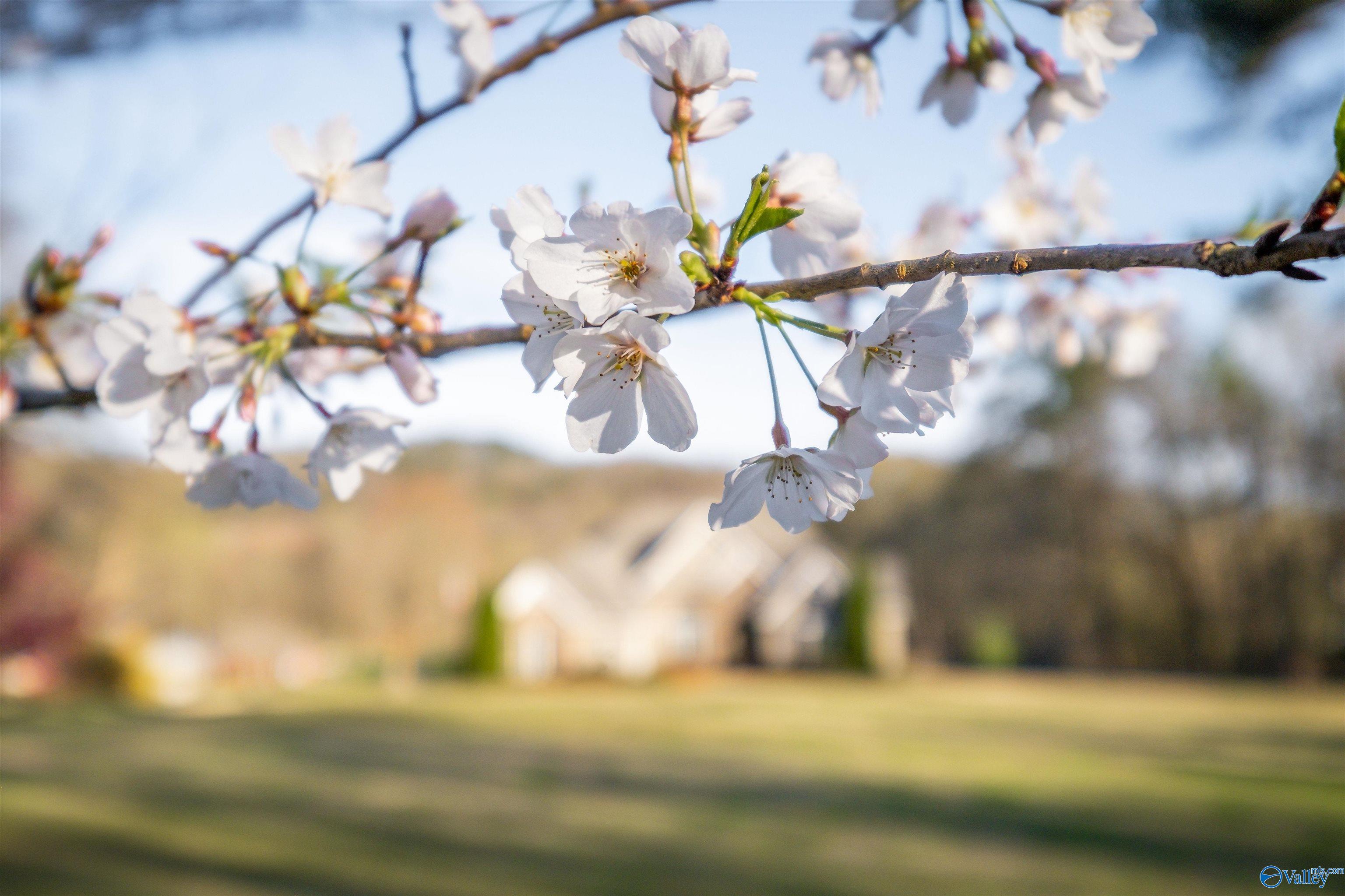 3602 Beason Cove Road, Steele, Alabama image 10