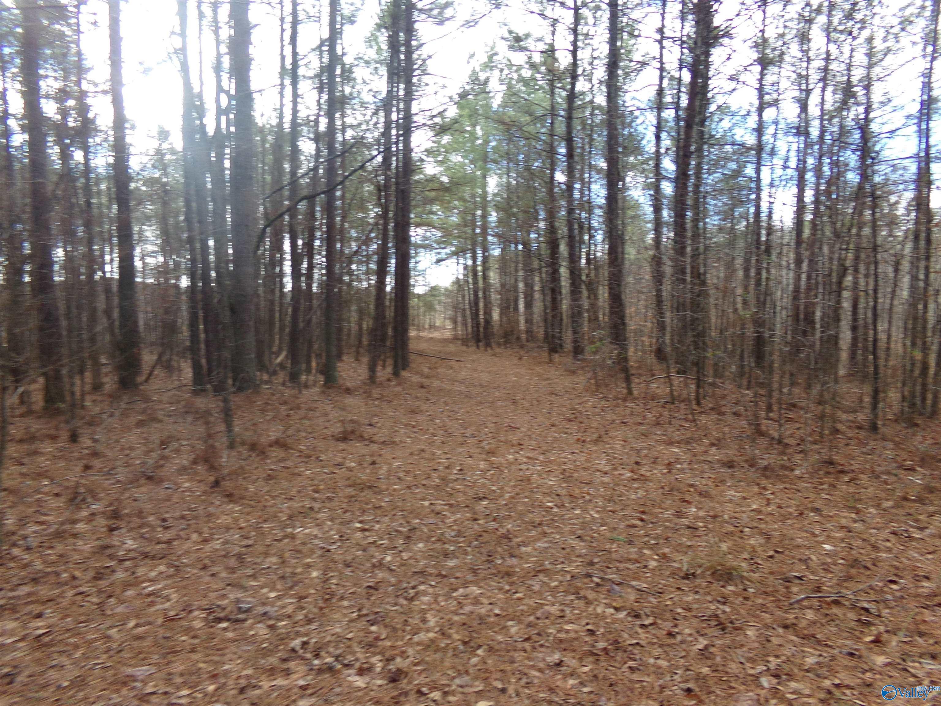 6608 Sand Valley Road, Attalla, Alabama image 21