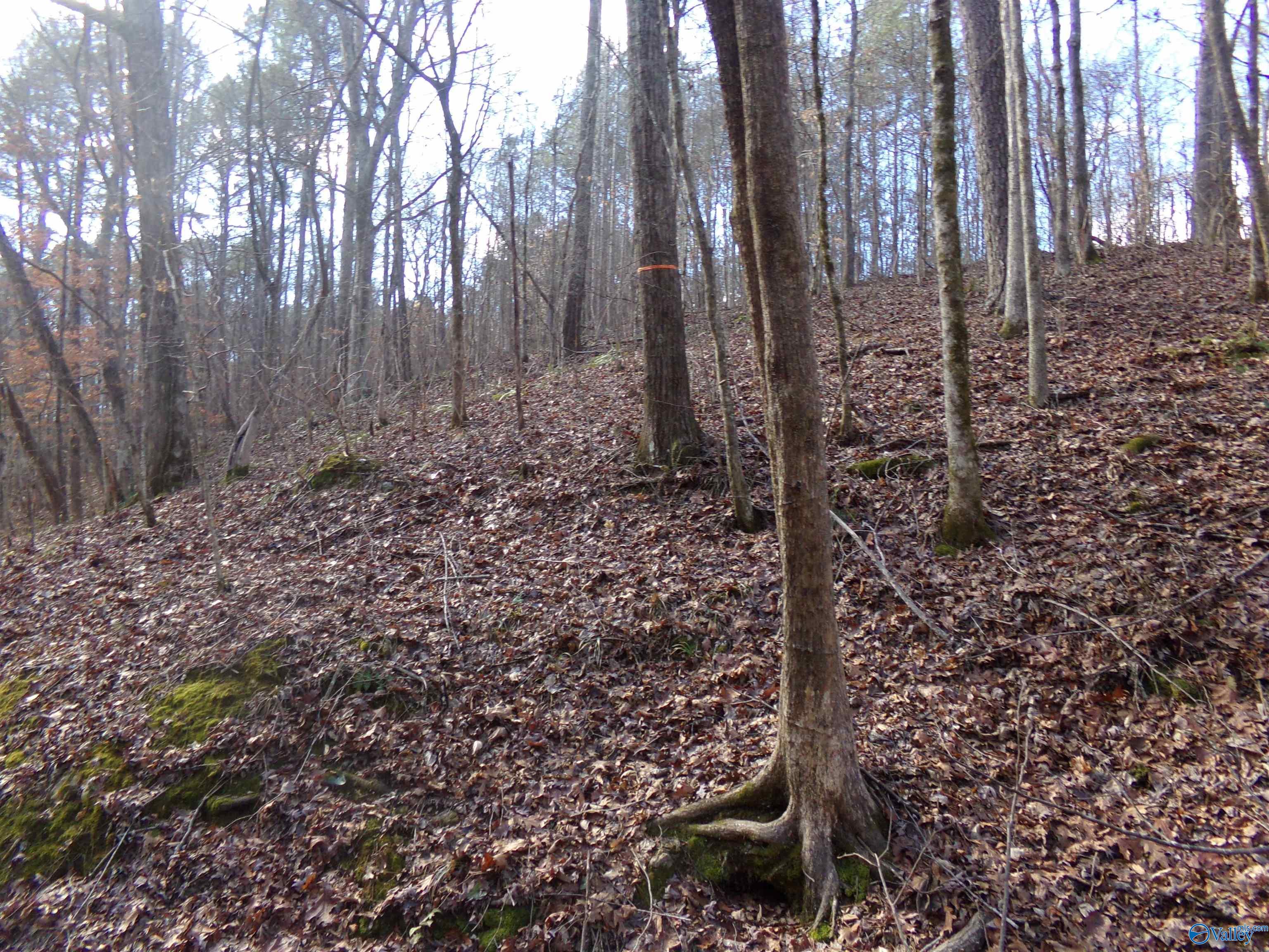6608 Sand Valley Road, Attalla, Alabama image 25