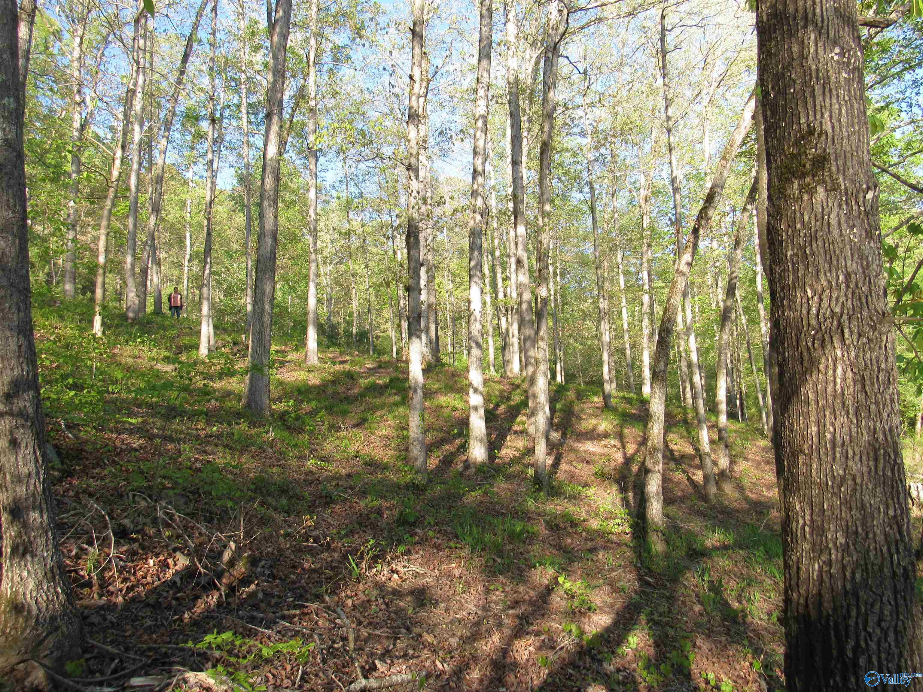 703 Legendary Parkway, Arley, Alabama image 3
