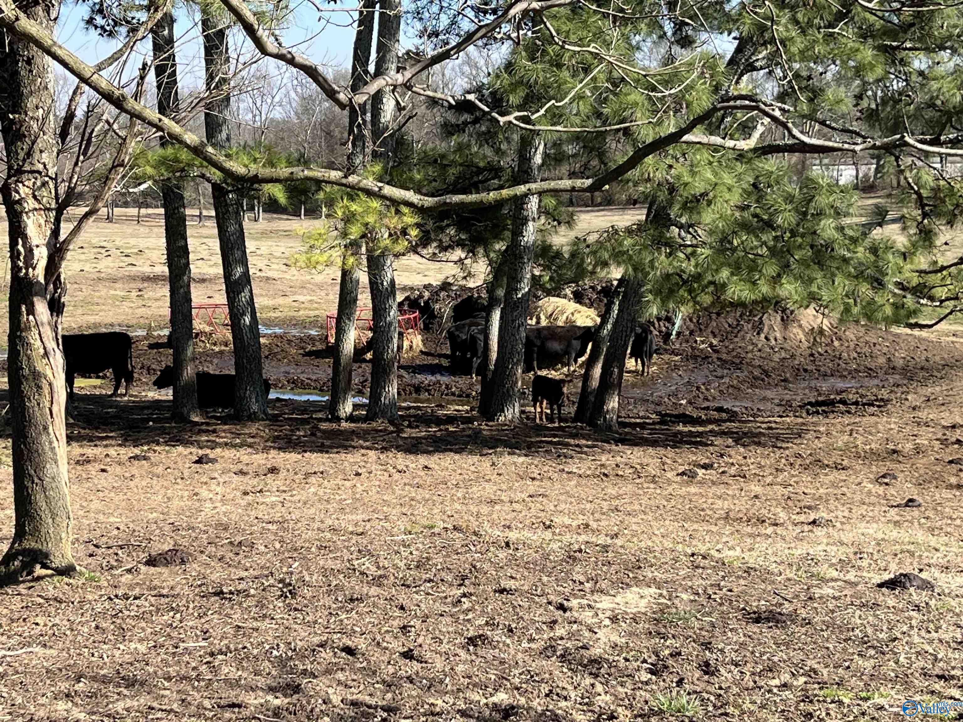 411 Hallmark Road, Boaz, Alabama image 23