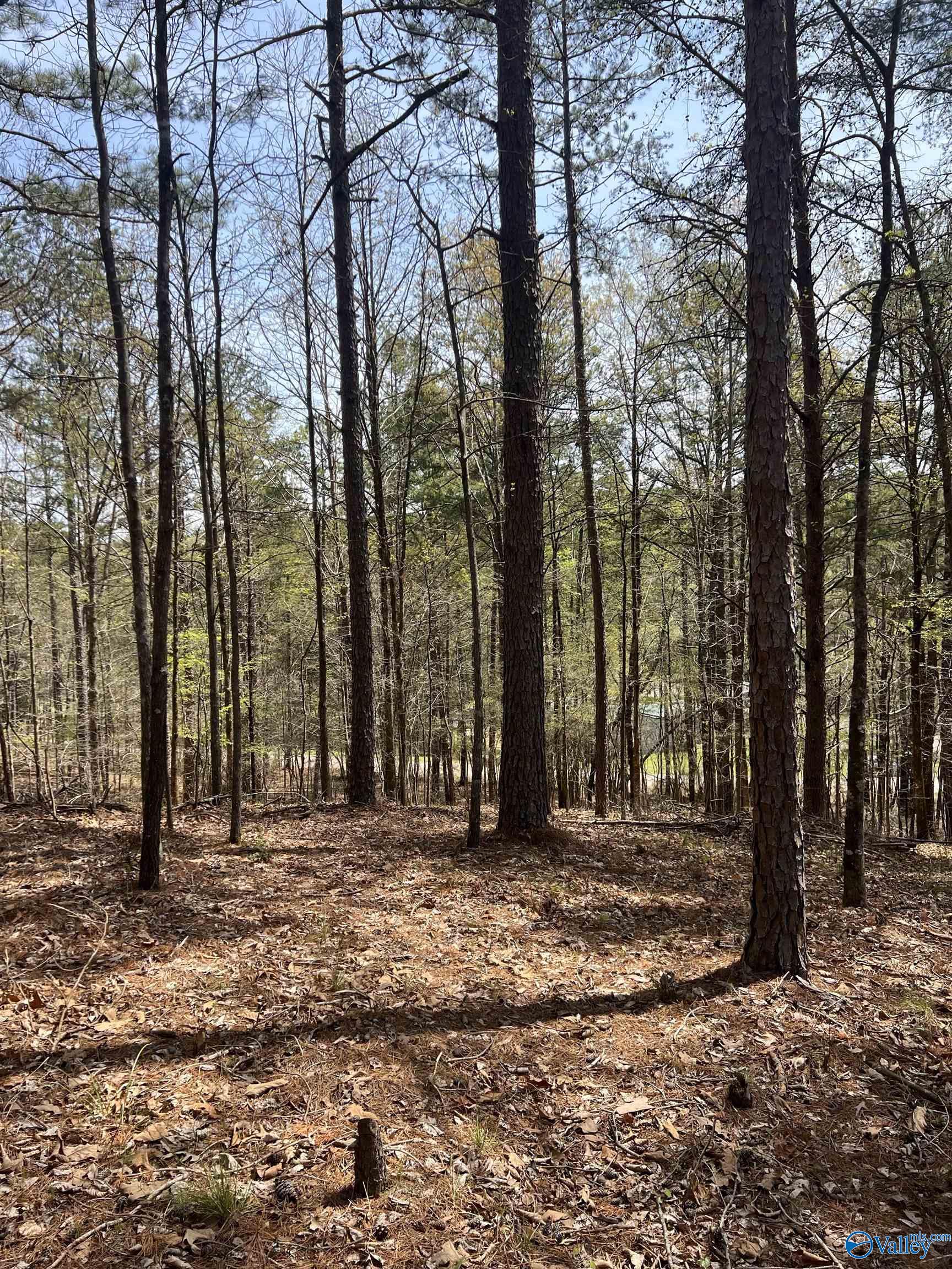 01 York Mountain Road, Empire, Alabama image 12