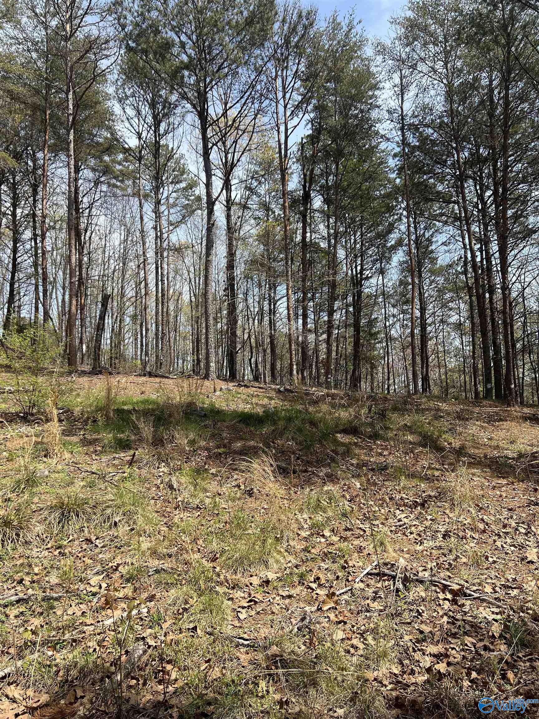 01 York Mountain Road, Empire, Alabama image 13