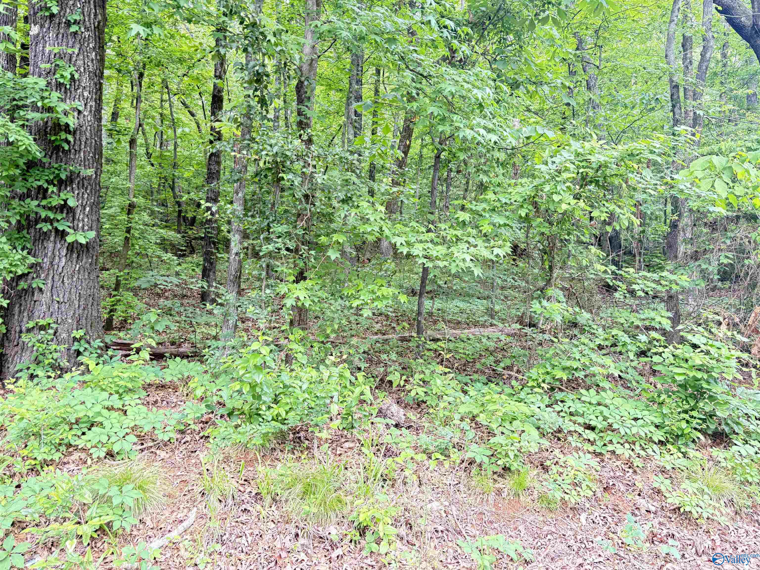 Lot 72 Holiday Shores Road, Scottsboro, Alabama image 3