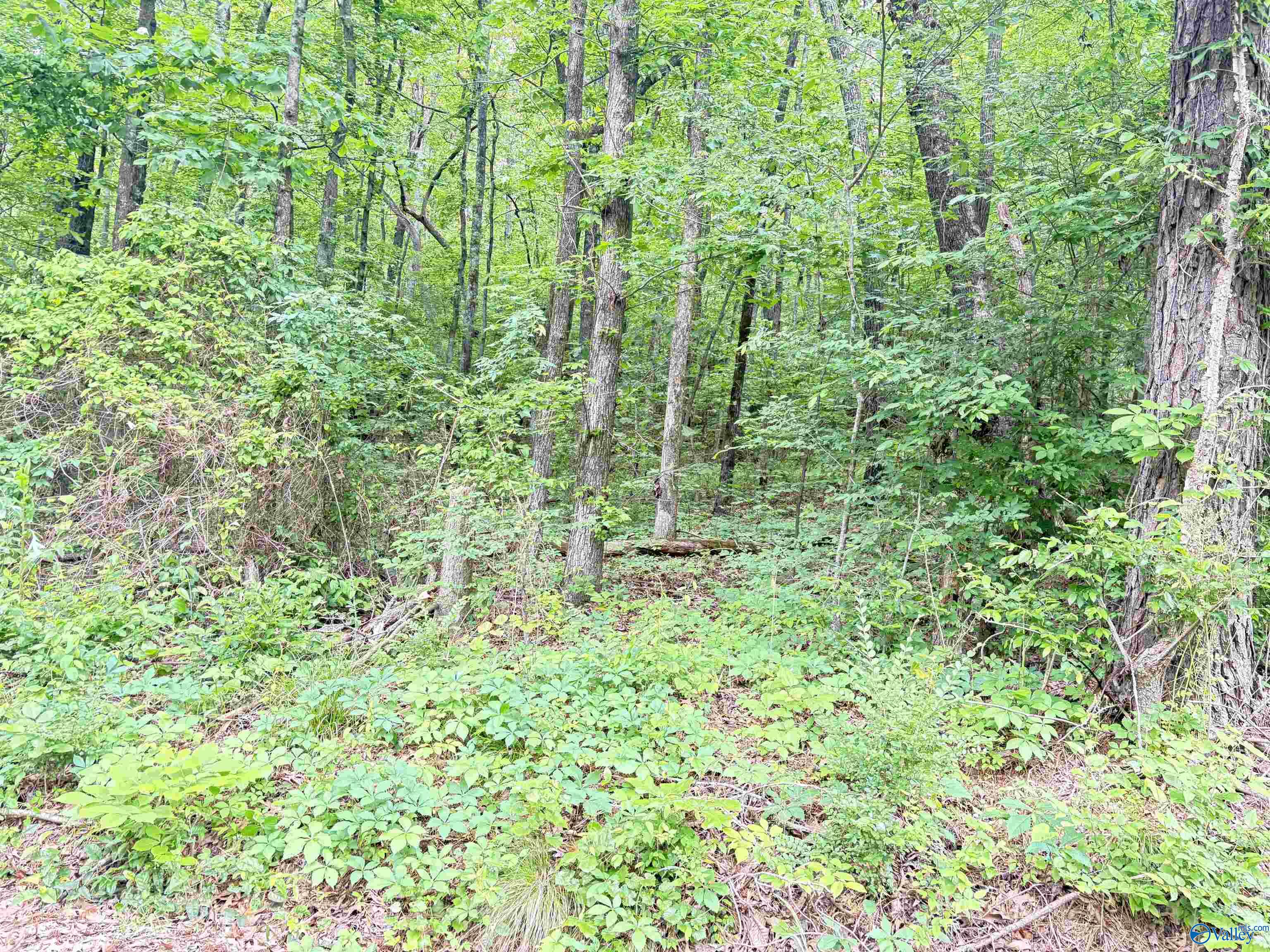 Lot 72 Holiday Shores Road, Scottsboro, Alabama image 4
