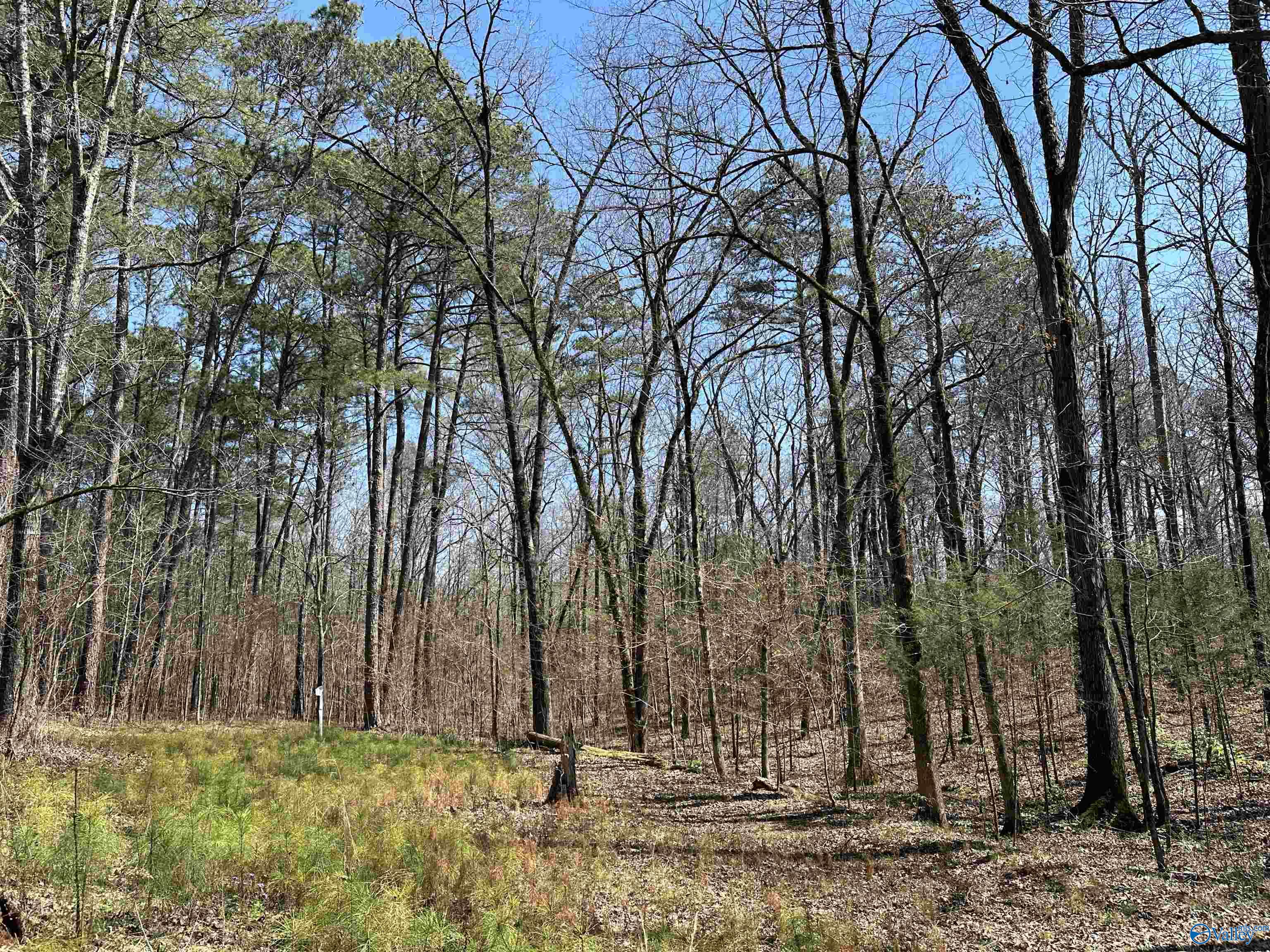 329 +/- Acres Ragan Chapel Road, Ohatchee, Alabama image 22