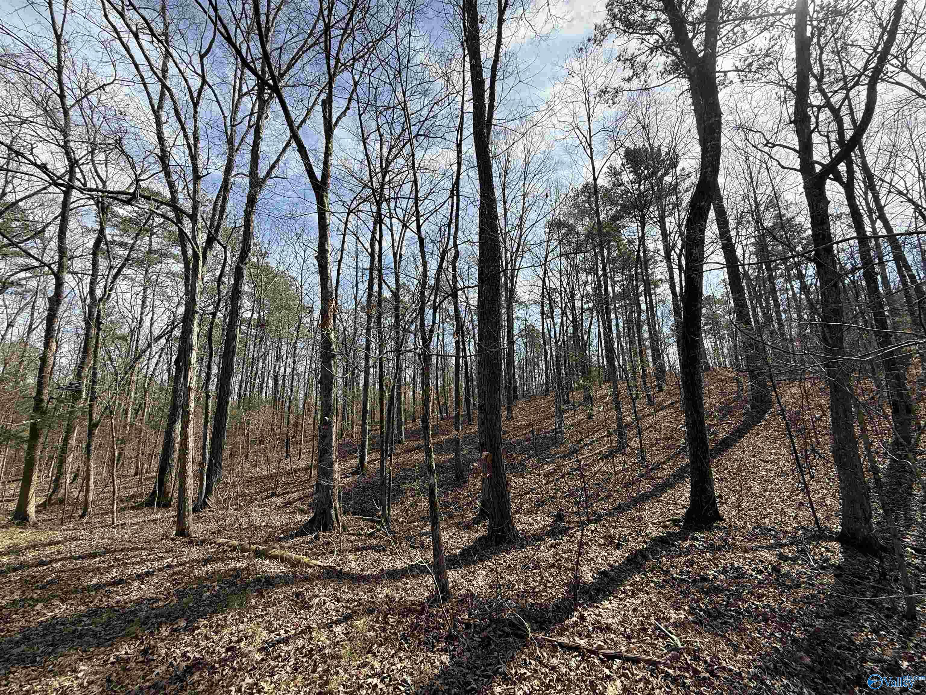 329 +/- Acres Ragan Chapel Road, Ohatchee, Alabama image 20