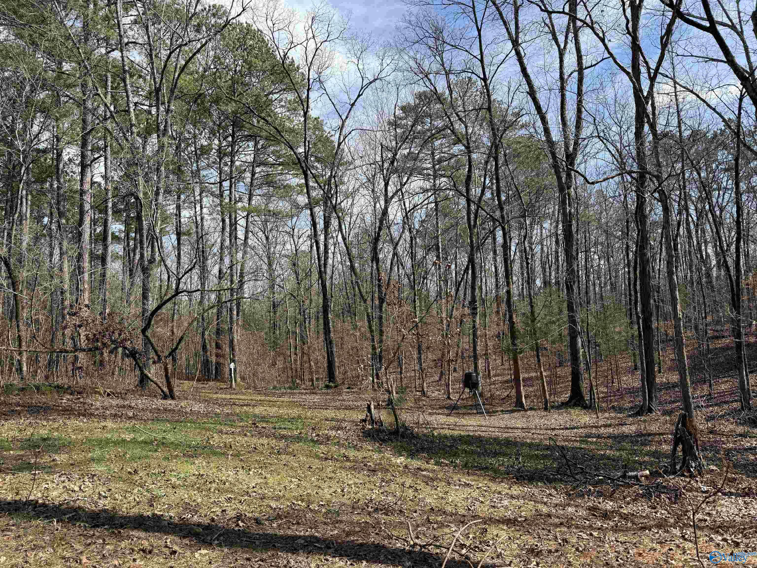 329 +/- Acres Ragan Chapel Road, Ohatchee, Alabama image 41