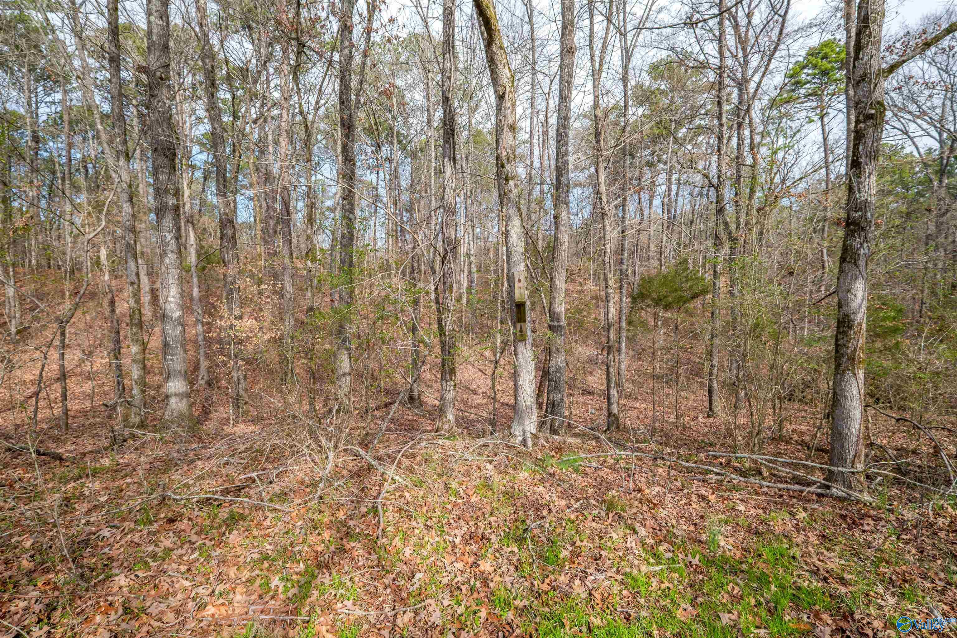 329 +/- Acres Ragan Chapel Road, Ohatchee, Alabama image 34