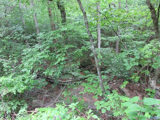 105 DAVE ST, SCOTTSBORO, AL 35769 - Image c5c1097c4cde5f36b0b5f99e730f8a3c/120811628